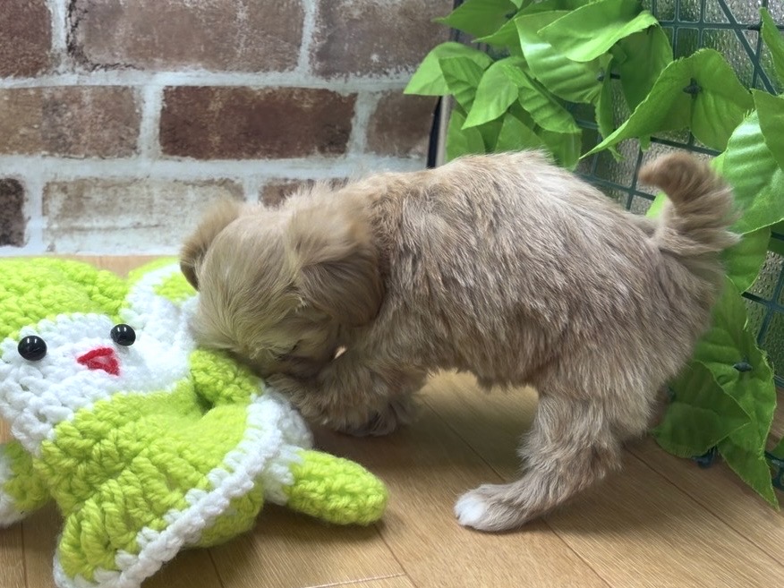 福島県のハーフ犬・ミックス犬 (ペッツワン白河モール店/2026年1月10日生まれ/女の子/アプリコット)の子犬の3枚目の画像