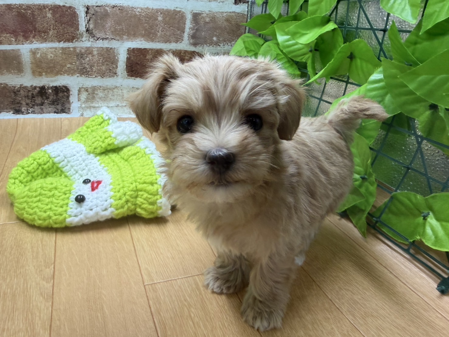 福島県のハーフ犬・ミックス犬 (ペッツワン白河モール店/2026年1月10日生まれ/女の子/アプリコット)の子犬の1枚目の画像