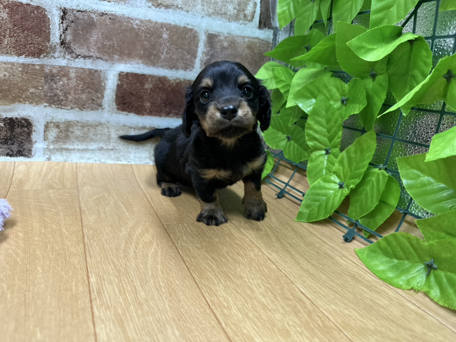 福島県のミニチュアダックスフンド(ロング) (ペッツワン白河モール店/2026年1月11日生まれ/男の子/ブラックタン)の子犬の1枚目の画像