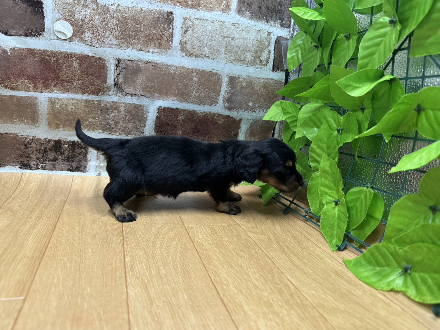 福島県のミニチュアダックスフンド(ロング) (ペッツワン白河モール店/2026年1月11日生まれ/男の子/ブラックタン)の子犬の2枚目の画像