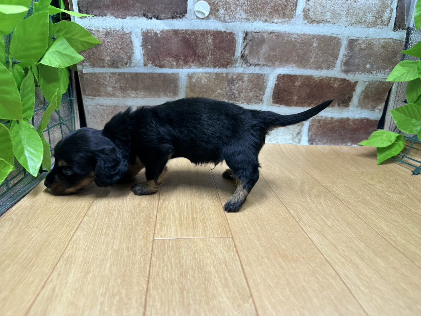 福島県のミニチュアダックスフンド(ロング) (ペッツワン白河モール店/2026年1月11日生まれ/男の子/ブラックタン)の子犬の3枚目の画像