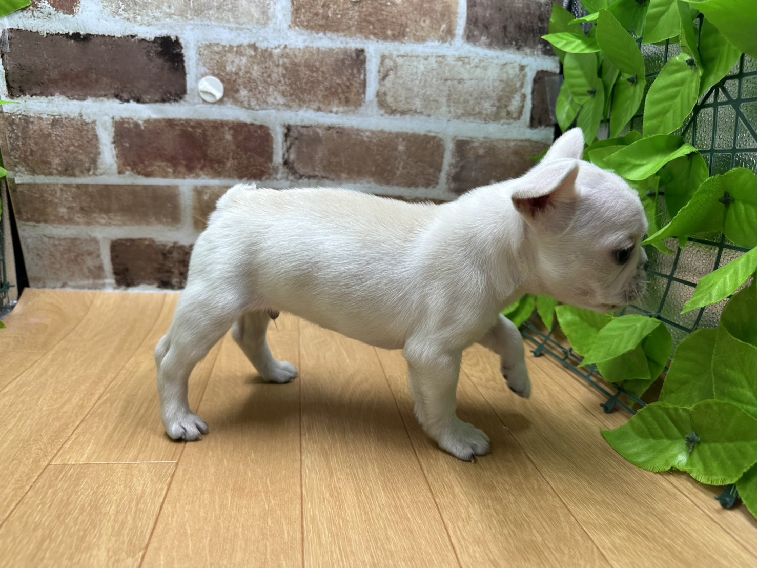 福島県のフレンチブルドッグ (ペッツワン白河モール店/2026年1月11日生まれ/男の子/クリーム)の子犬の2枚目の画像