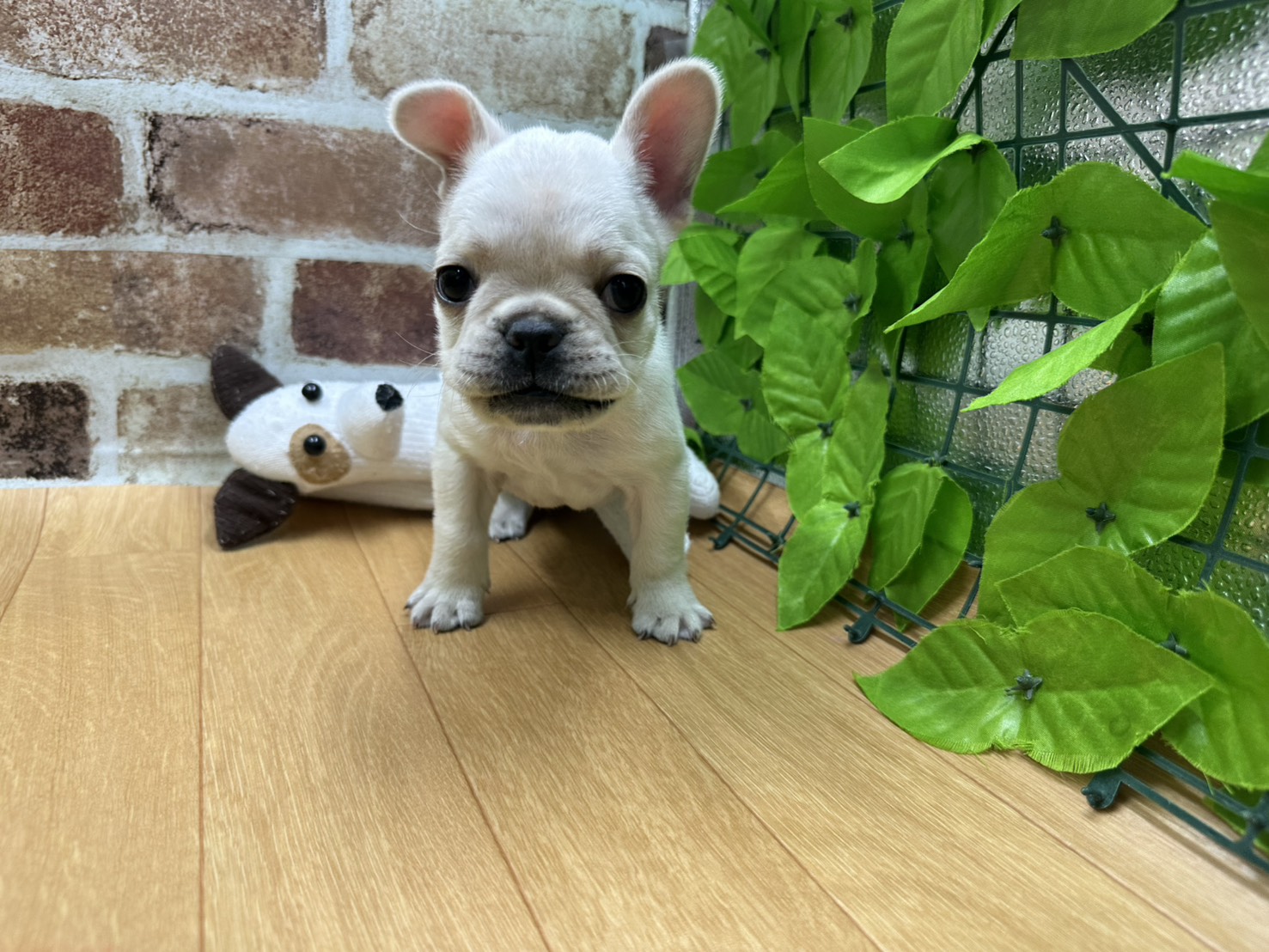 福島県のフレンチブルドッグ (ペッツワン白河モール店/2026年1月11日生まれ/男の子/クリーム)の子犬の1枚目の画像