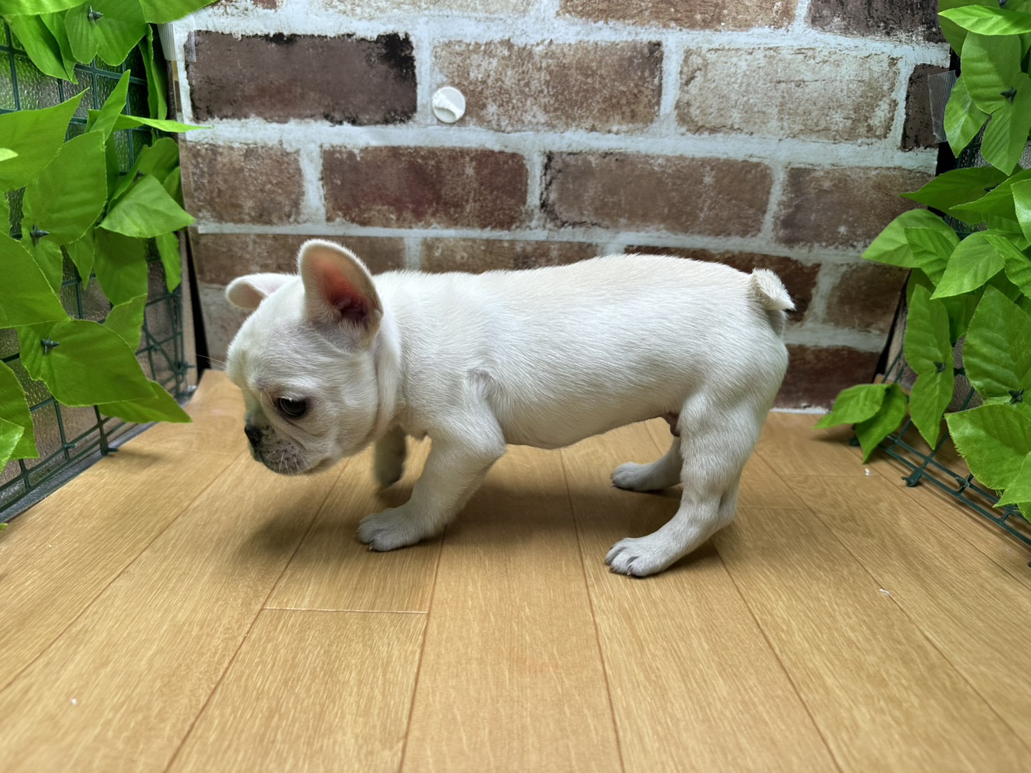 福島県のフレンチブルドッグ (ペッツワン白河モール店/2026年1月11日生まれ/男の子/クリーム)の子犬の3枚目の画像