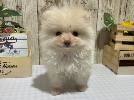 静岡県のポメラニアン (ペッツワン浜松都田テクノ店/2026年1月16日生まれ/女の子/クリーム)の子犬