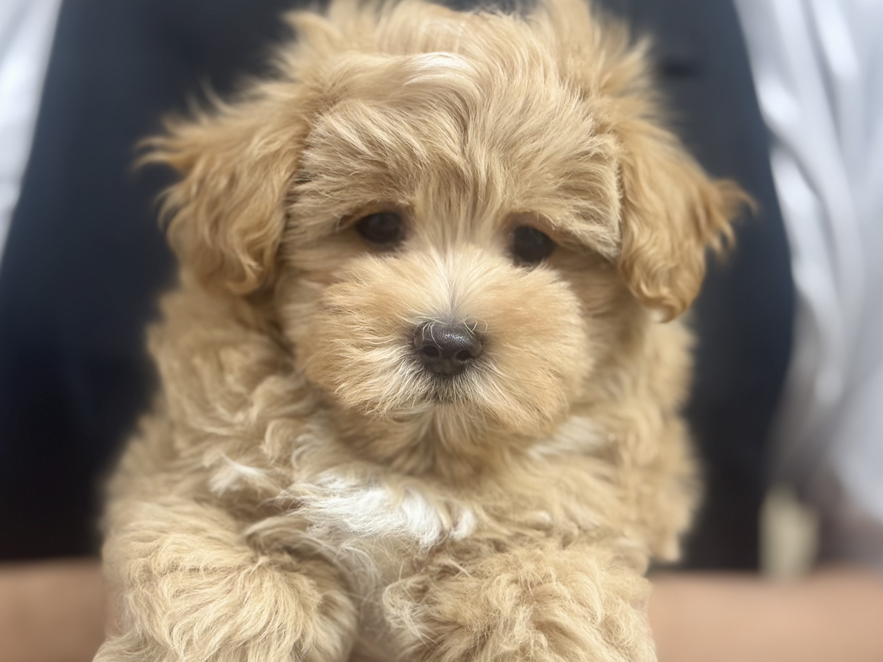 愛知県のハーフ犬・ミックス犬 (ペッツワン名古屋堀田店/2025年11月12日生まれ/男の子/クリーム)の子犬