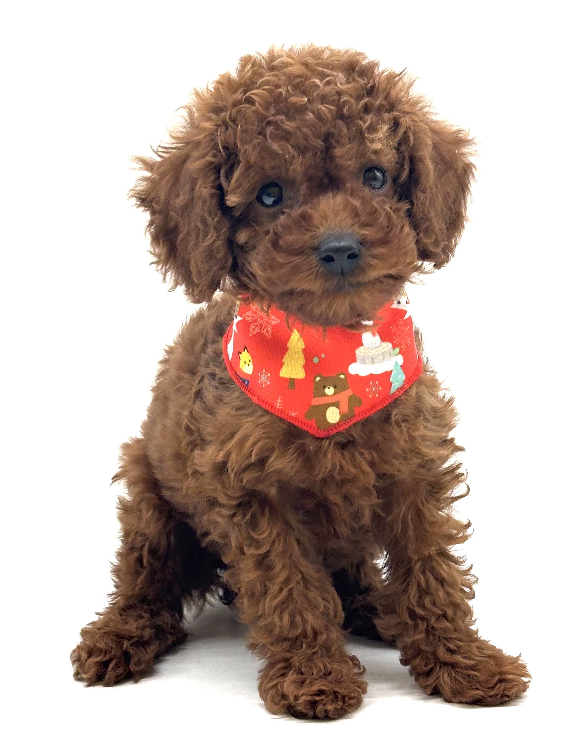 埼玉県のトイプードル(トイ) (ペッツワン行田店/2026年1月12日生まれ/女の子/レッド)の子犬