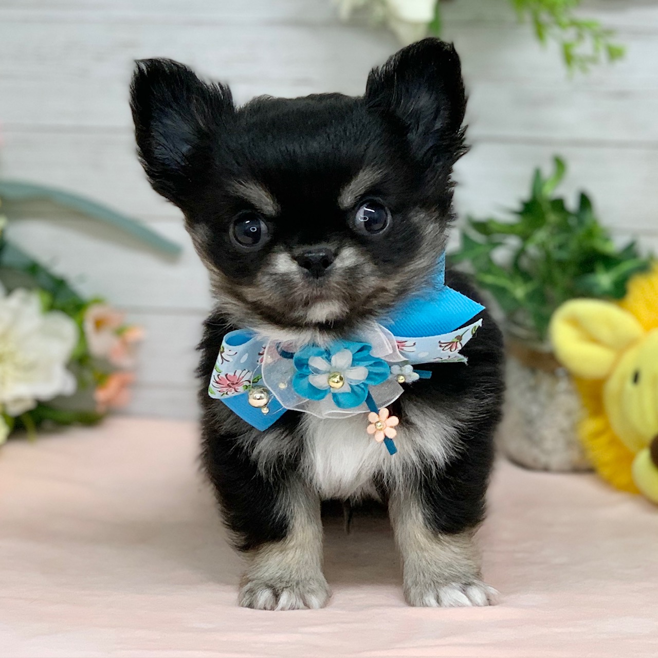 兵庫県のチワワ(ロング) (ペッツワン神戸ひよどり台店/2026年1月15日生まれ/男の子/ブラックタンホワイト)の子犬の1枚目の画像