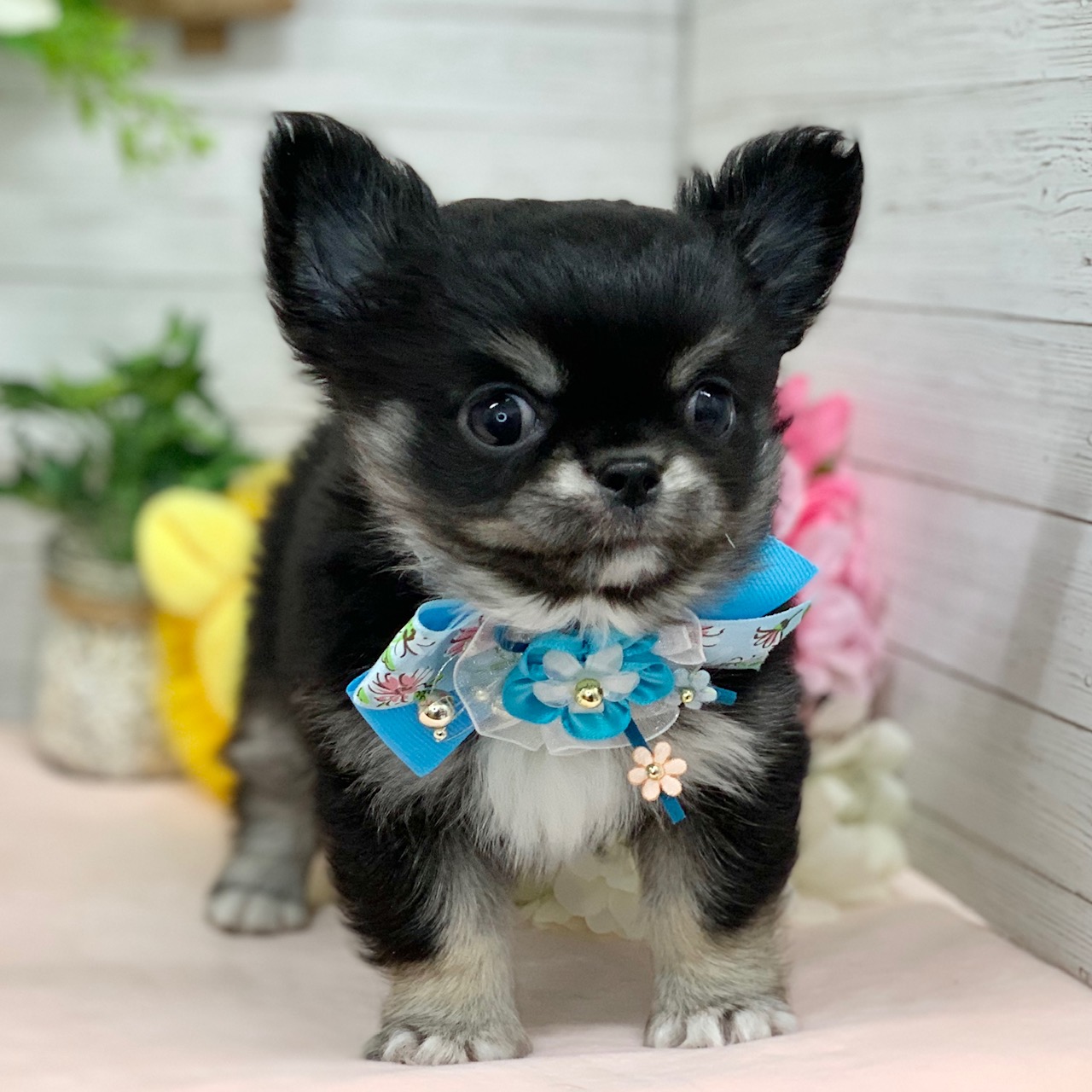 兵庫県のチワワ(ロング) (ペッツワン神戸ひよどり台店/2026年1月15日生まれ/男の子/ブラックタンホワイト)の子犬の3枚目の画像