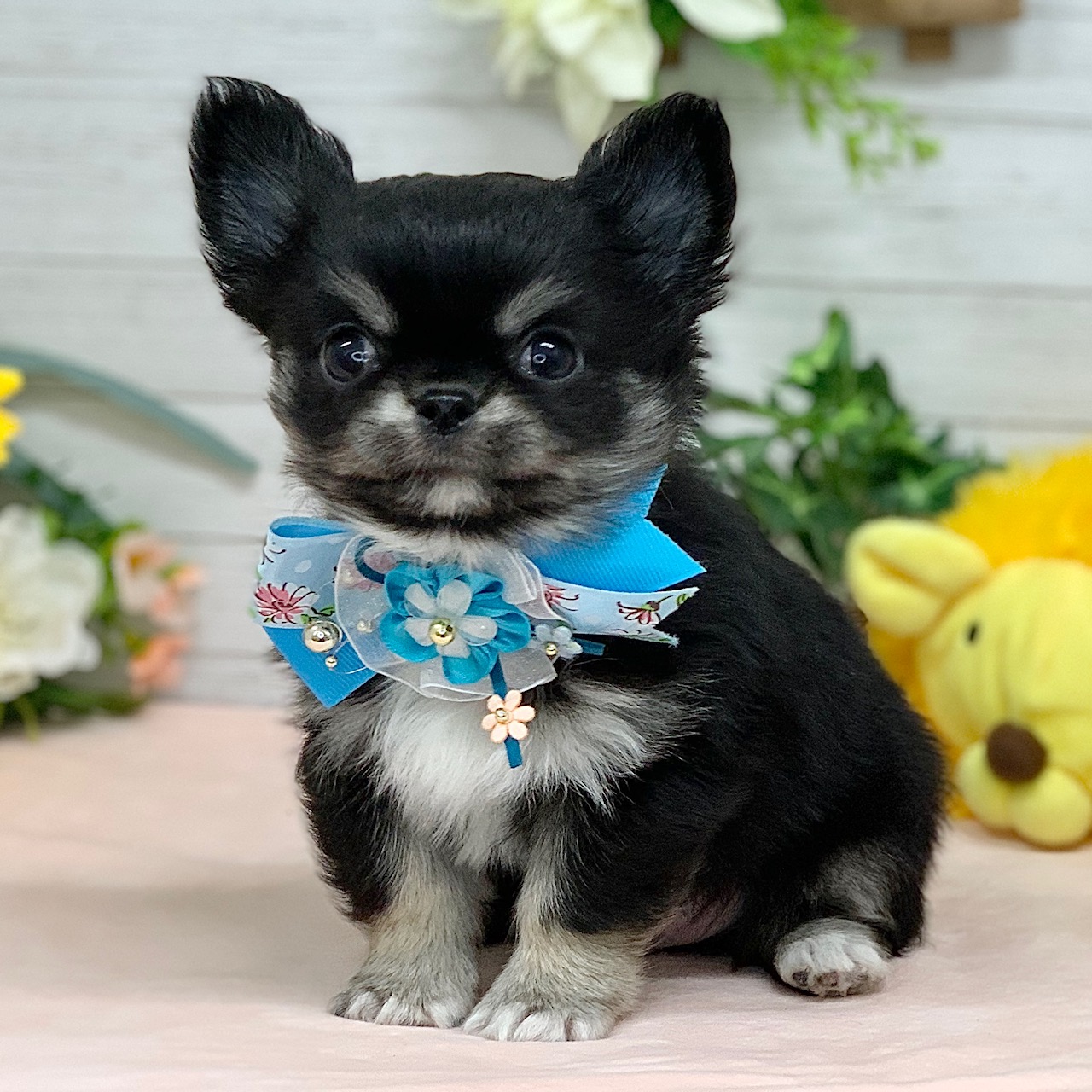 兵庫県のチワワ(ロング) (ペッツワン神戸ひよどり台店/2026年1月15日生まれ/男の子/ブラックタンホワイト)の子犬の2枚目の画像