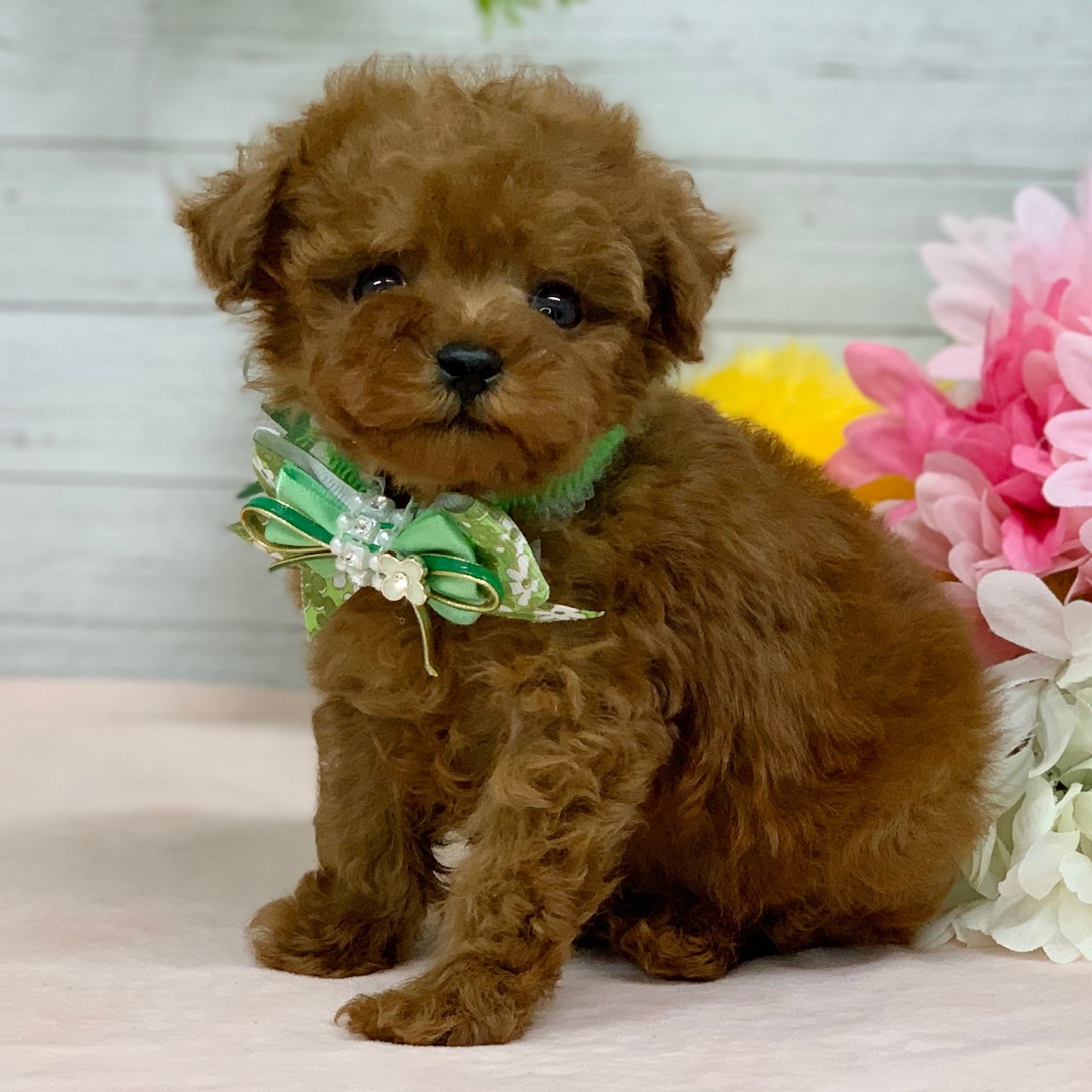 兵庫県のトイプードル(トイ) (ペッツワン神戸ひよどり台店/2026年1月15日生まれ/男の子/レッドフォーン)の子犬の3枚目の画像