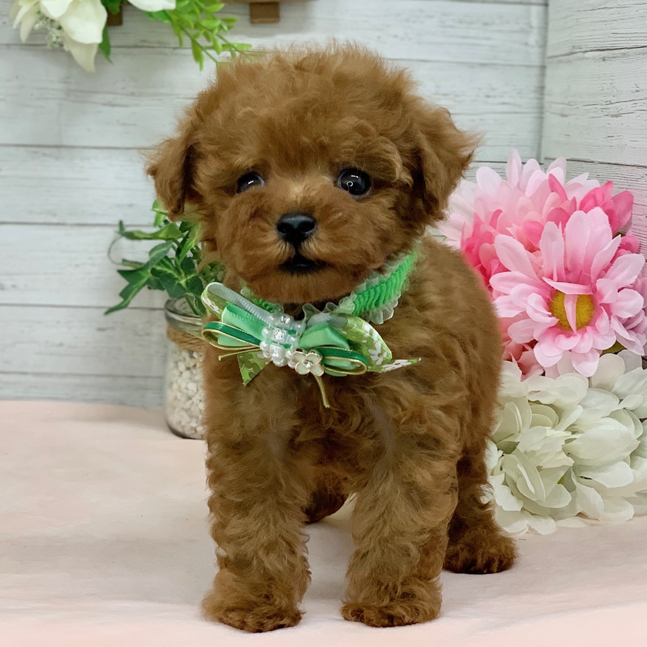 兵庫県のトイプードル(トイ) (ペッツワン神戸ひよどり台店/2026年1月15日生まれ/男の子/レッドフォーン)の子犬の1枚目の画像