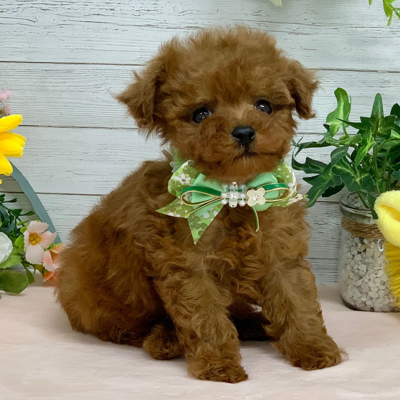 兵庫県のトイプードル(トイ) (ペッツワン神戸ひよどり台店/2026年1月15日生まれ/男の子/レッドフォーン)の子犬の2枚目の画像