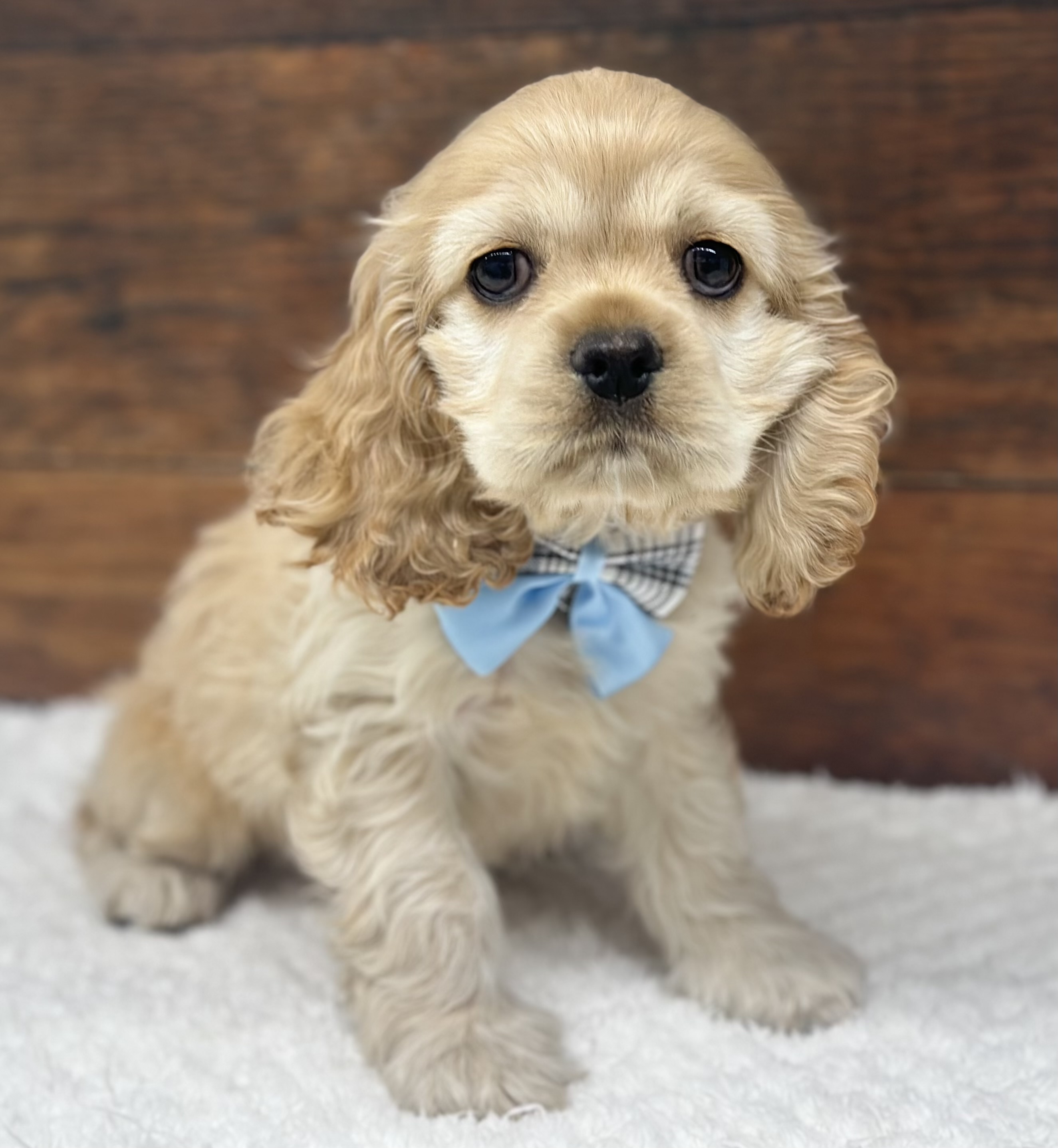 愛知県のアメリカンコッカースパニエル (ペッツワン名古屋大高インター店/2026年1月13日生まれ/女の子/バフ)の子犬の2枚目の画像