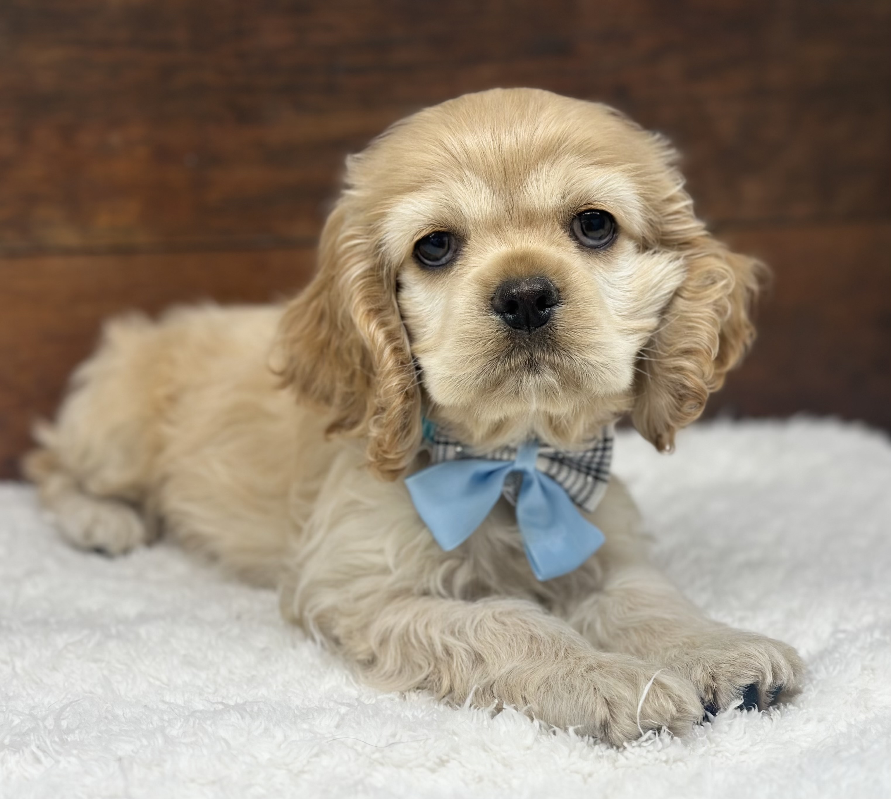 愛知県のアメリカンコッカースパニエル (ペッツワン名古屋大高インター店/2026年1月13日生まれ/女の子/バフ)の子犬の3枚目の画像