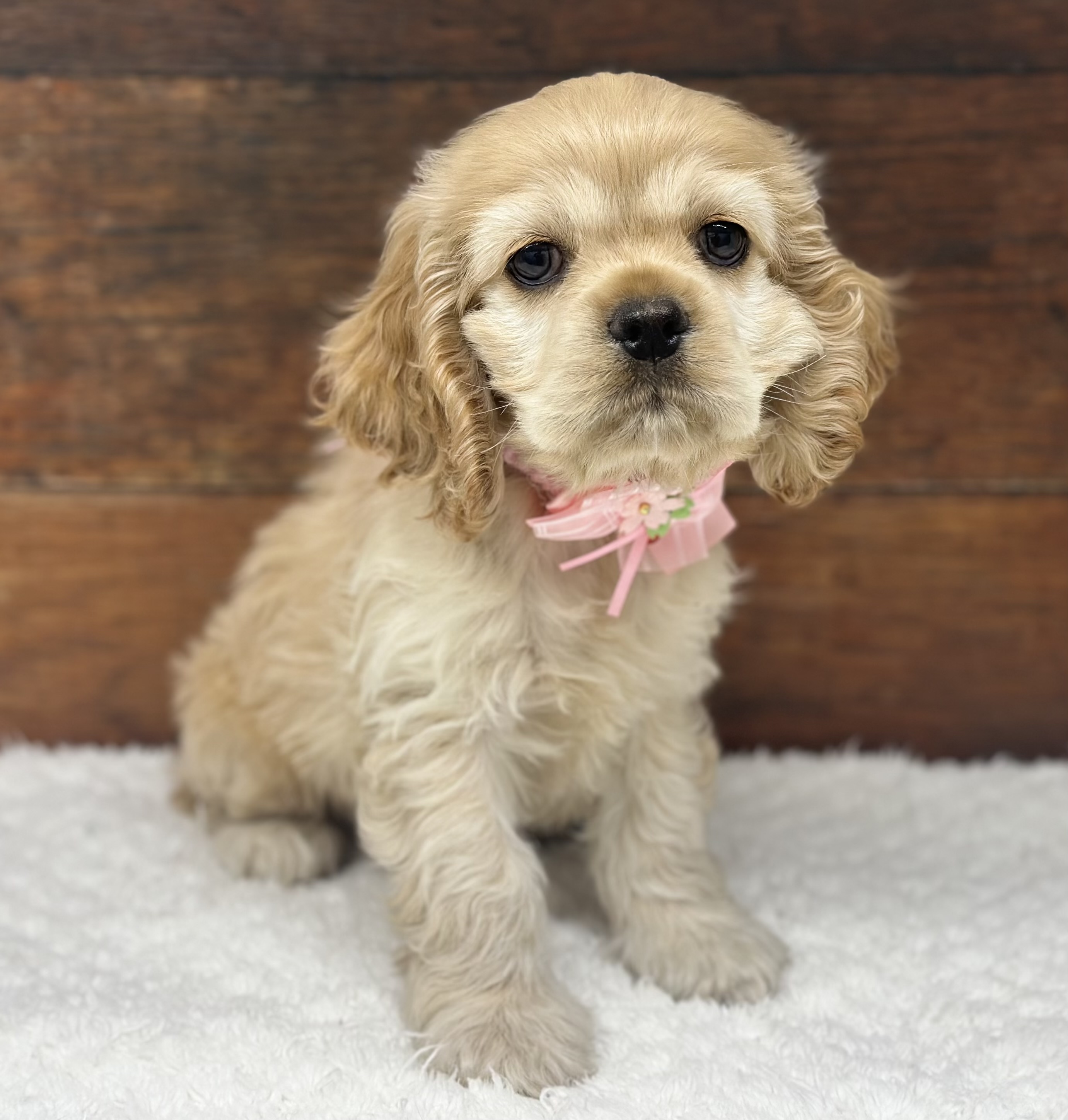 愛知県のアメリカンコッカースパニエル (ペッツワン名古屋大高インター店/2026年1月13日生まれ/女の子/バフ)の子犬の1枚目の画像