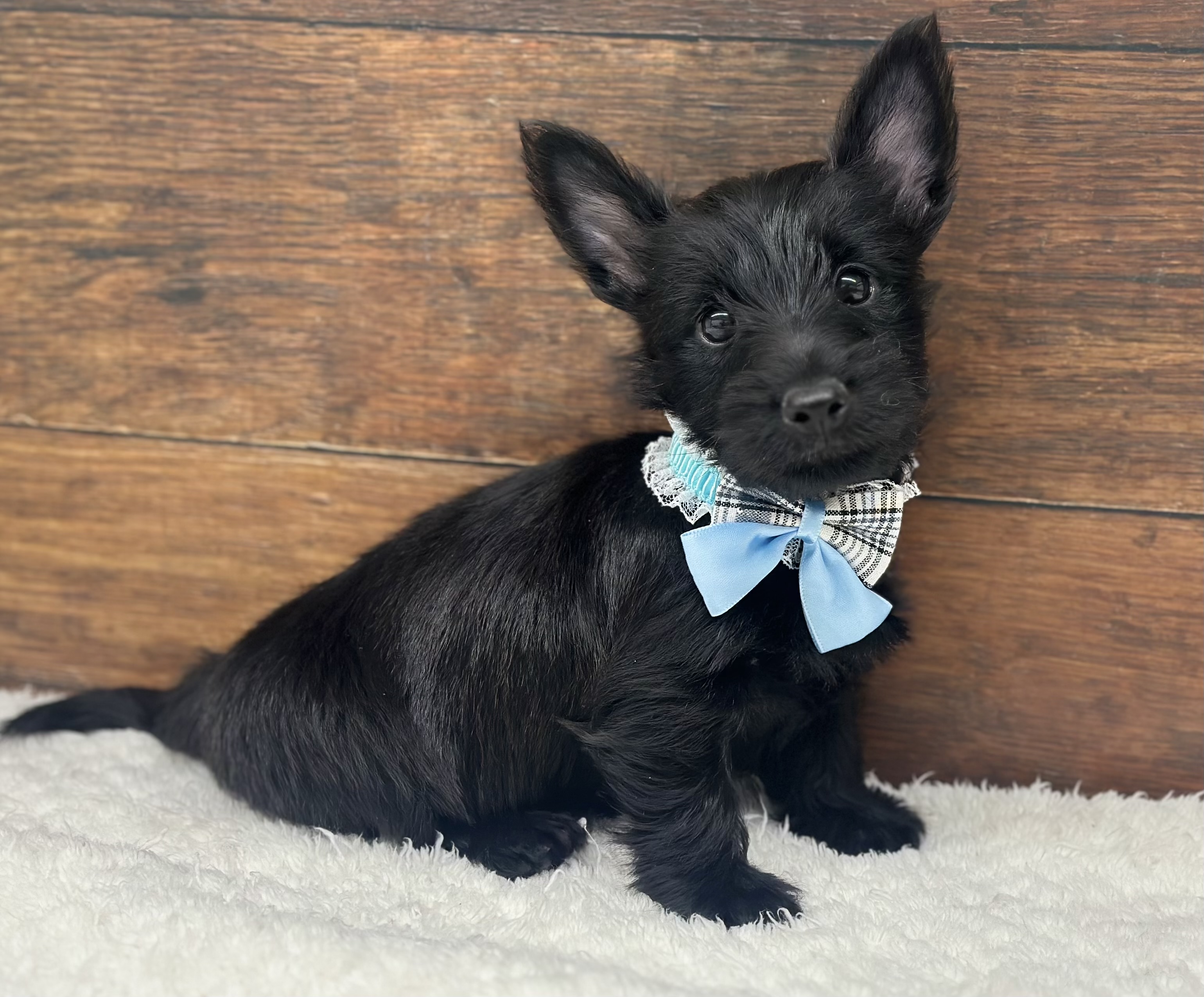 愛知県のスコティッシュテリア (ペッツワン名古屋大高インター店/2026年1月18日生まれ/女の子/ブラック)の子犬の2枚目の画像