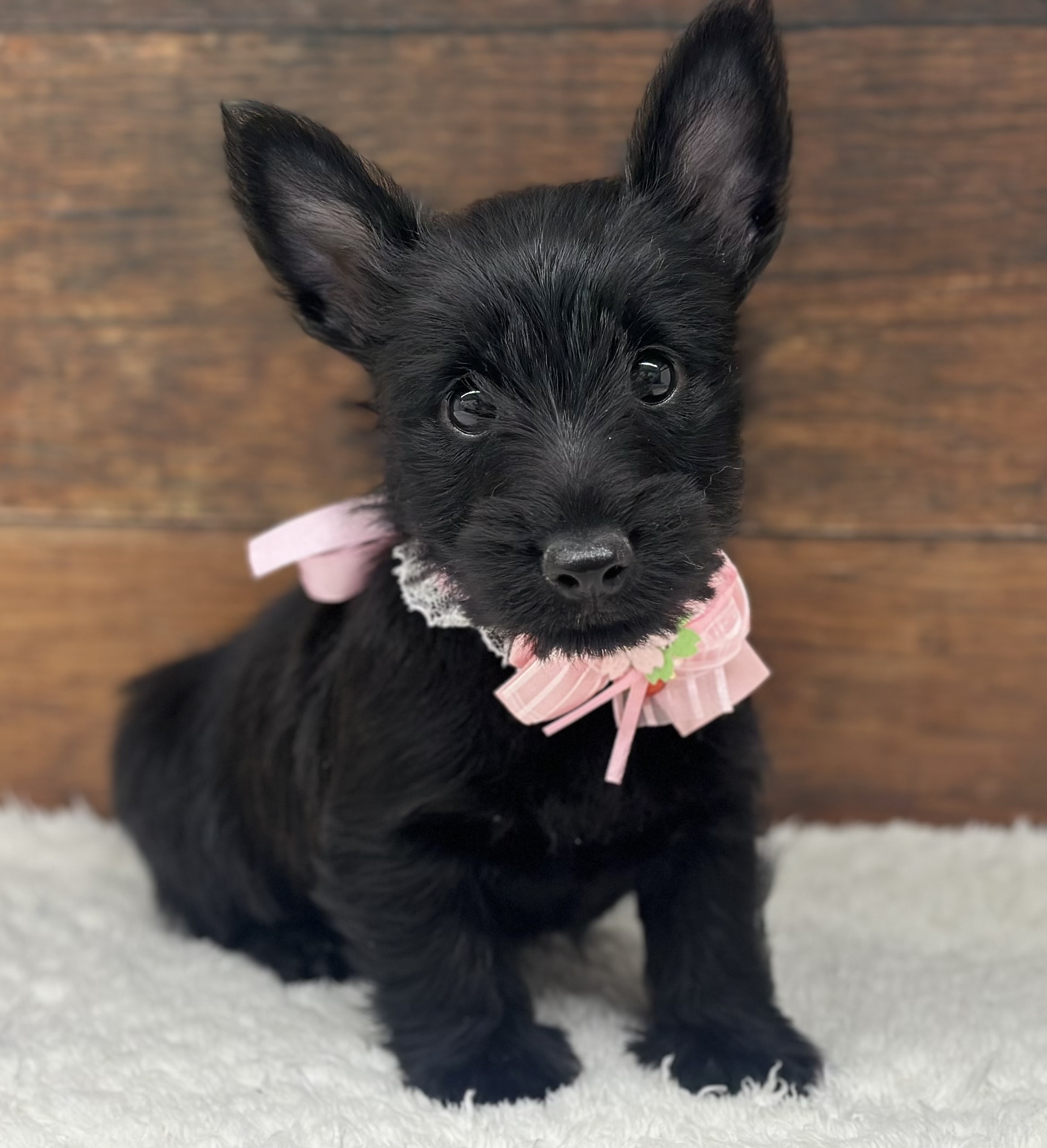 愛知県のスコティッシュテリア (ペッツワン名古屋大高インター店/2026年1月18日生まれ/女の子/ブラック)の子犬の1枚目の画像
