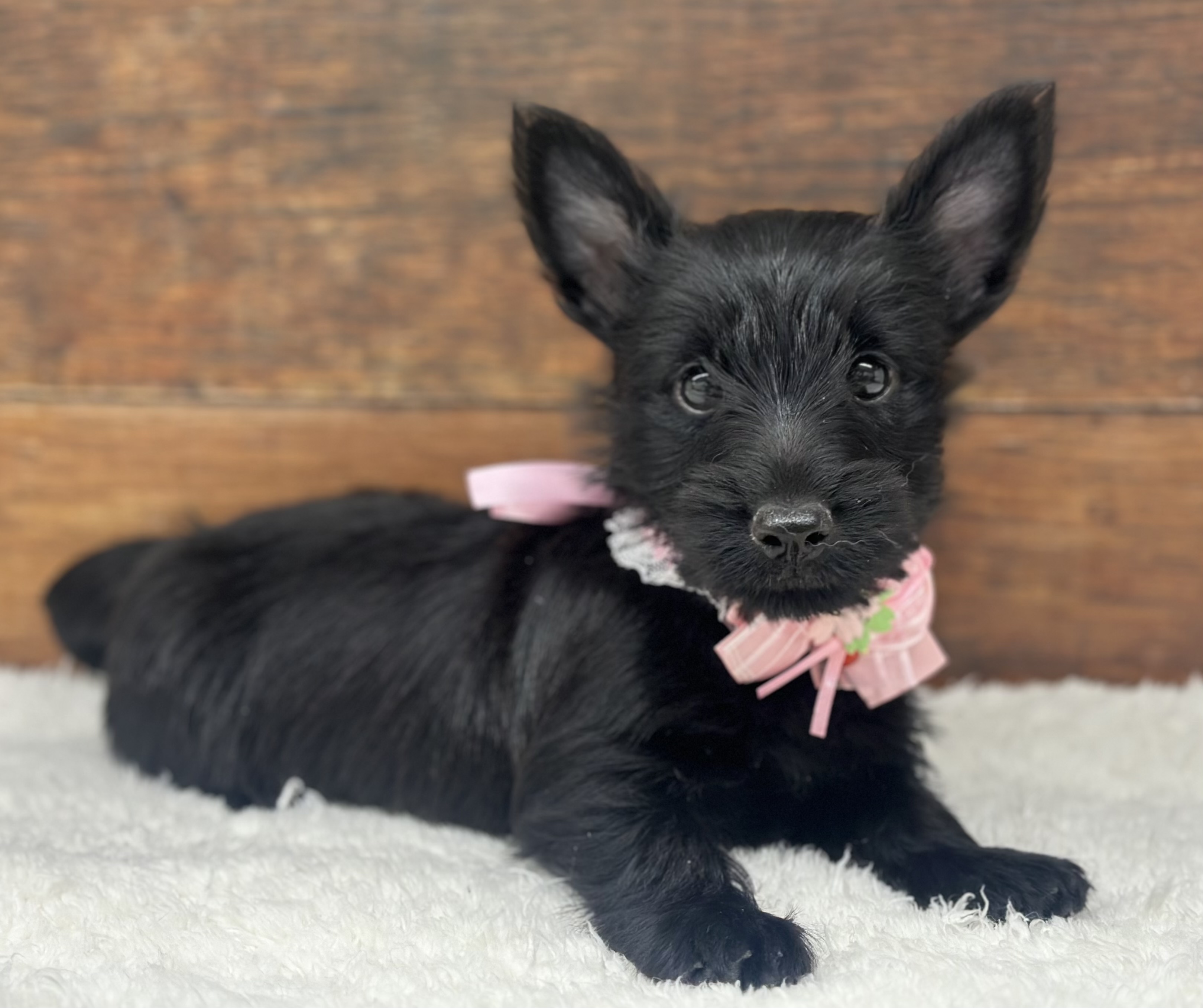 愛知県のスコティッシュテリア (ペッツワン名古屋大高インター店/2026年1月18日生まれ/女の子/ブラック)の子犬の3枚目の画像