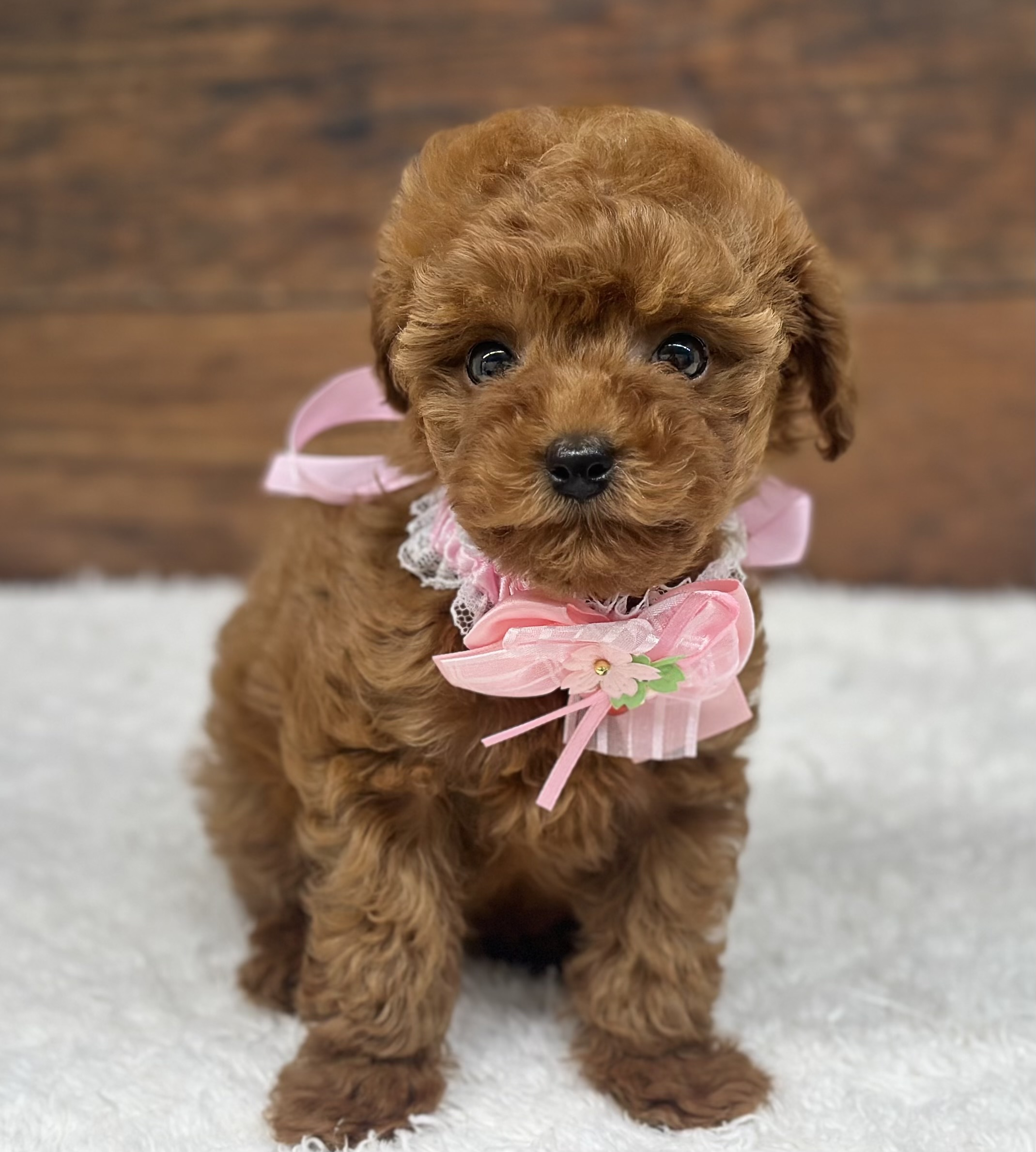 愛知県のトイプードル(トイ) (ペッツワン名古屋大高インター店/2026年1月17日生まれ/女の子/レッド)の子犬