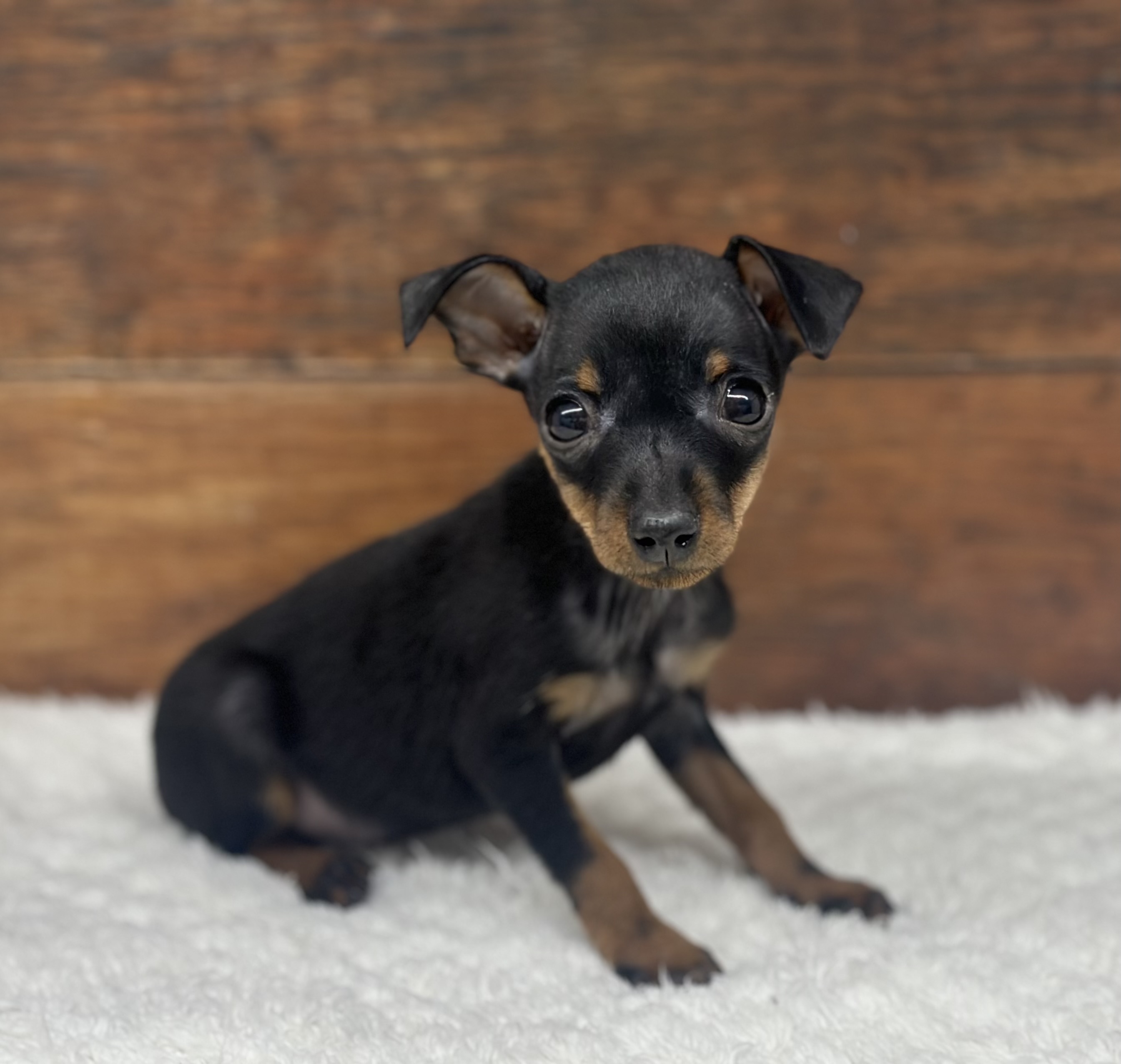 愛知県のミニチュアピンシャー (ペッツワン名古屋大高インター店/2026年1月16日生まれ/女の子/ブラックタン)の子犬の2枚目の画像