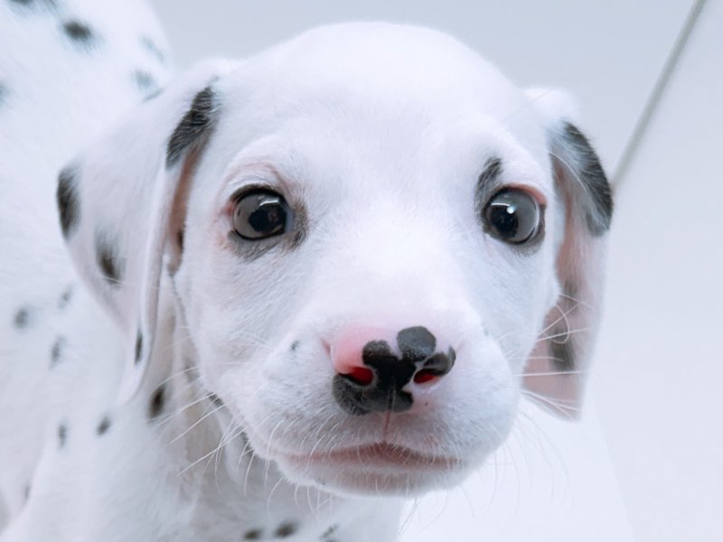 愛知県のダルメシアン (ペッツワン小牧店/2026年1月10日生まれ/男の子/ブラックホワイト)の子犬