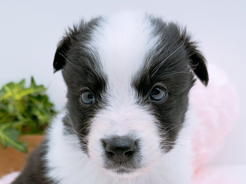 愛知県のシェットランドシープドッグ (ペッツワン小牧店/2026年1月18日生まれ/男の子/ブラックホワイト)の子犬