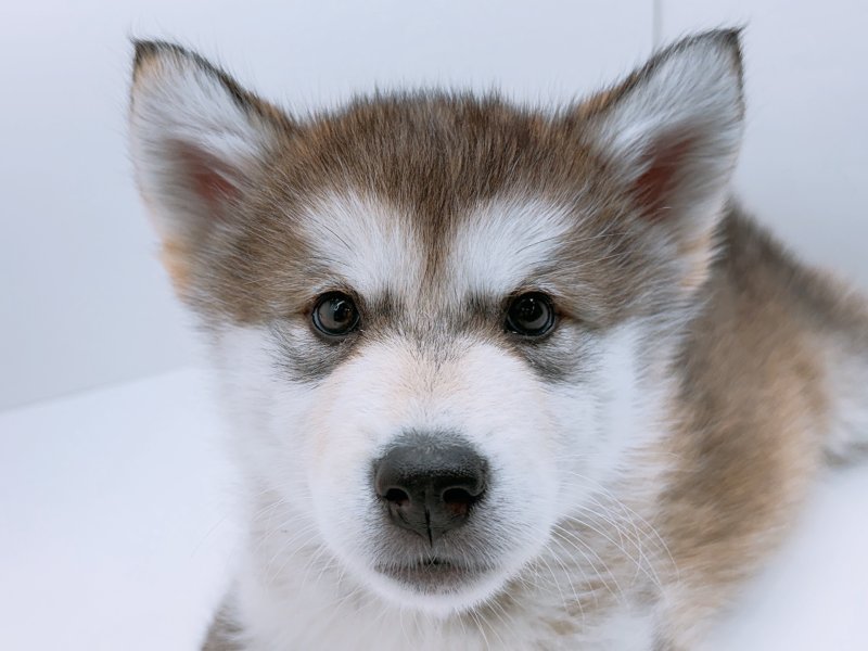 愛知県のアラスカンマラミュート (ペッツワン小牧店/2026年1月17日生まれ/女の子/シルバーホワイト)の子犬