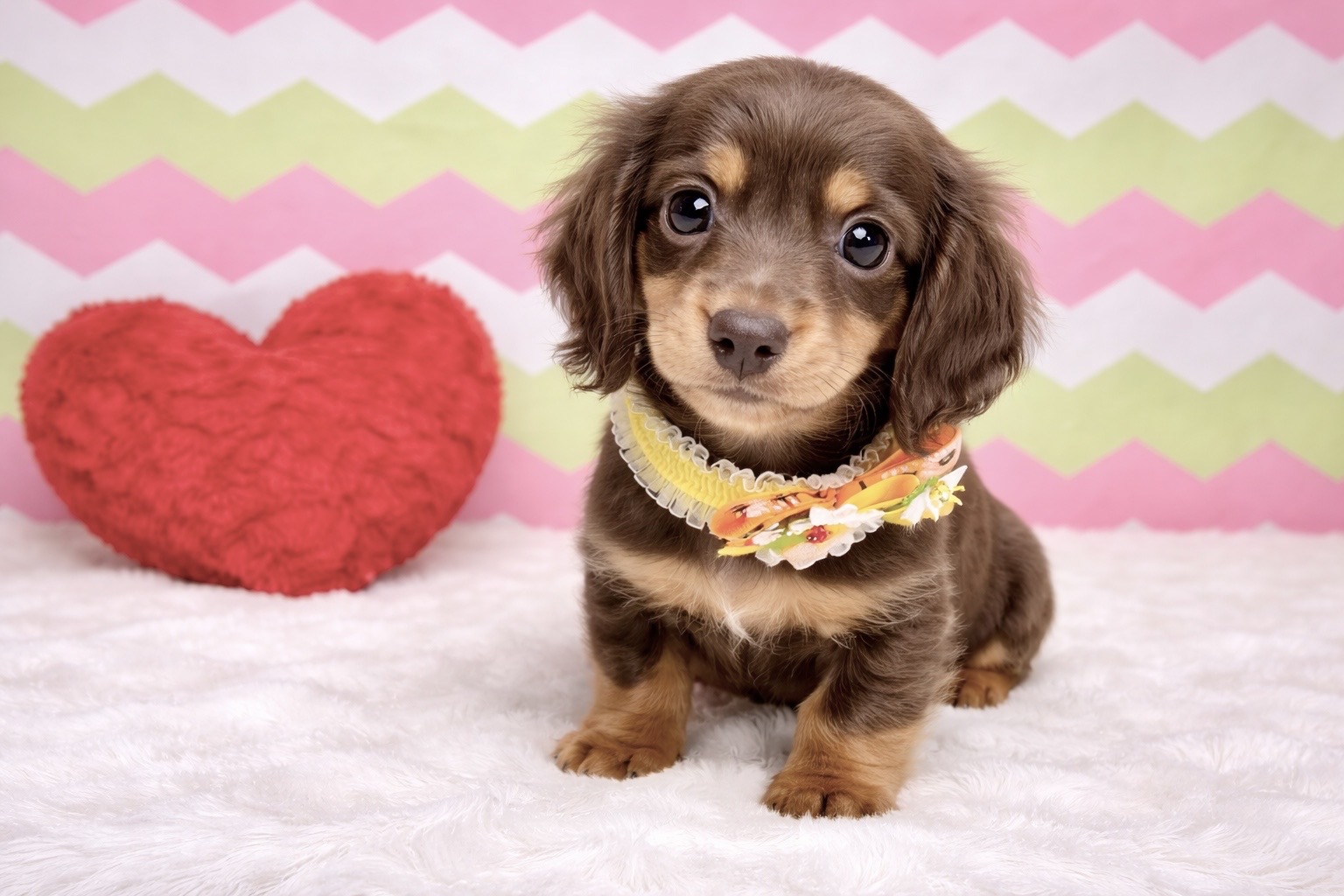 兵庫県のミニチュアダックスフンド(ロング) (ペッツワン神戸深江浜店/2026年1月5日生まれ/女の子/ブラウンタン)の子犬の1枚目の画像