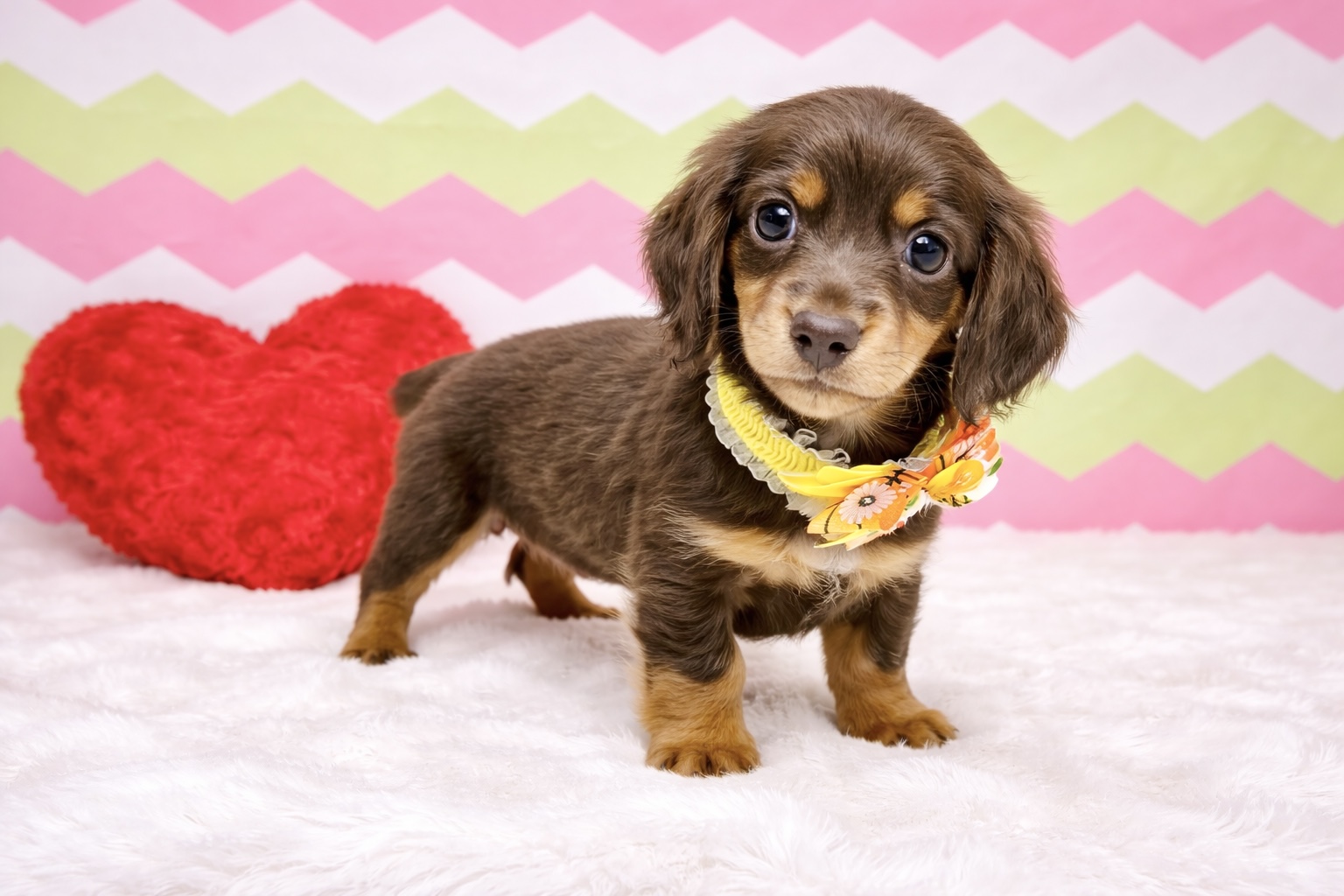 兵庫県のミニチュアダックスフンド(ロング) (ペッツワン神戸深江浜店/2026年1月5日生まれ/女の子/ブラウンタン)の子犬の2枚目の画像