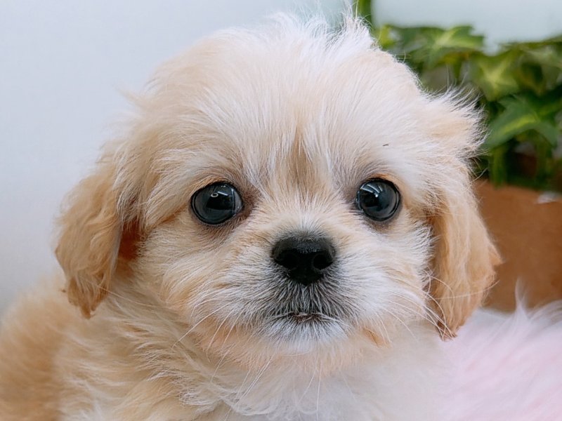 愛知県のハーフ犬・ミックス犬 (ペッツワン小牧店/2025年10月3日生まれ/男の子/アプリコット)の子犬