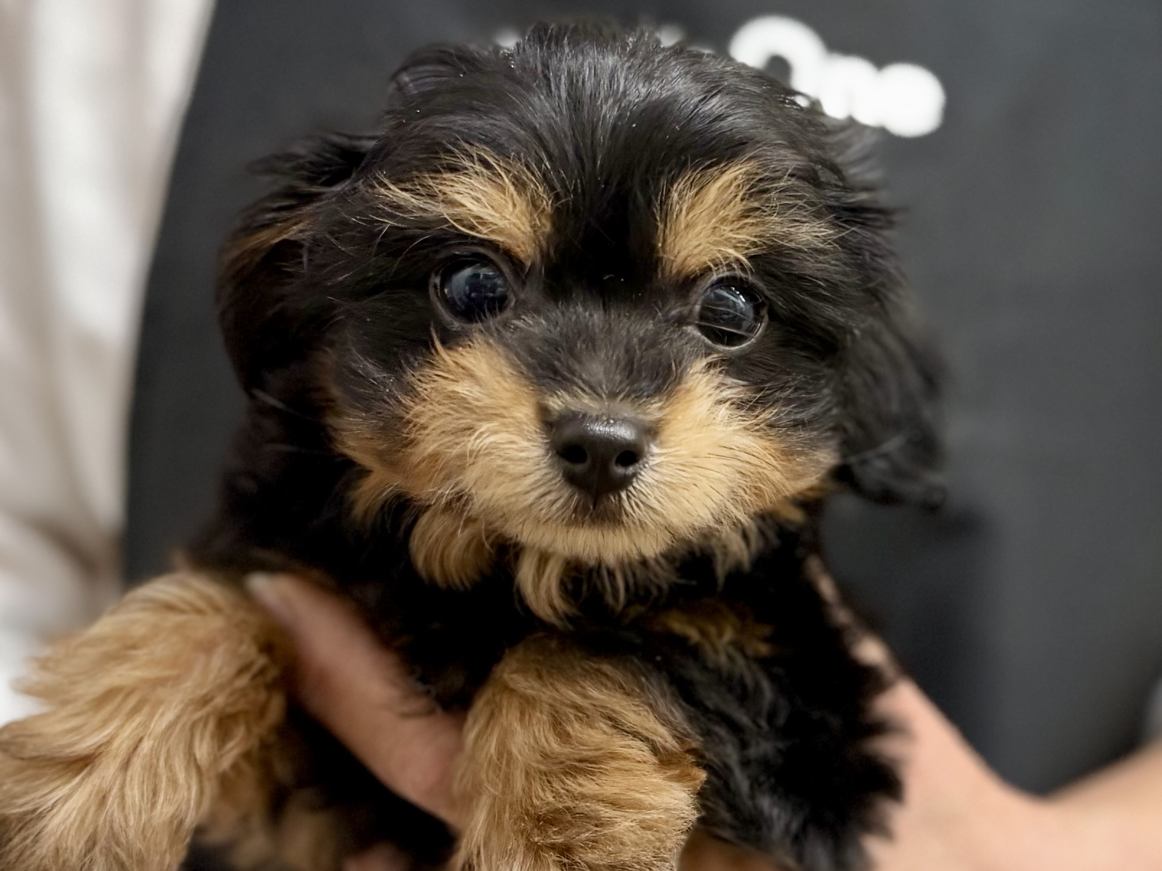 愛知県のハーフ犬・ミックス犬 (ペッツワン名古屋堀田店/2026年1月15日生まれ/男の子/ブラック)の子犬