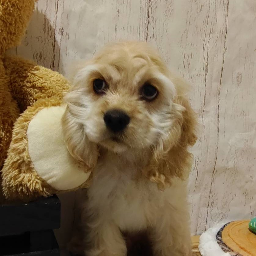 埼玉県のアメリカンコッカースパニエル (ペッツワン羽生店/2025年12月21日生まれ/男の子/バフ)の子犬