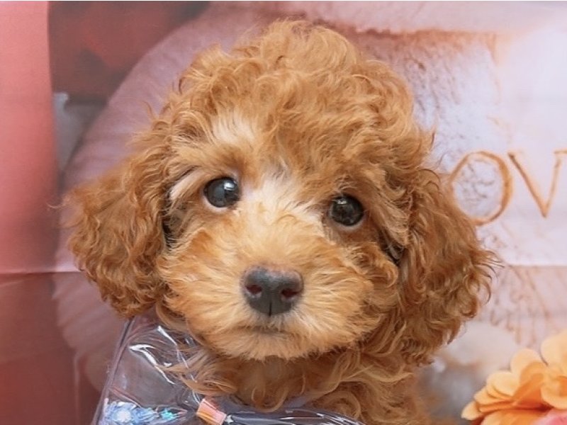 沖縄県のトイプードル(トイ) (ペッツワンFCあがり浜店/2026年1月3日生まれ/男の子/アプリコット)の子犬