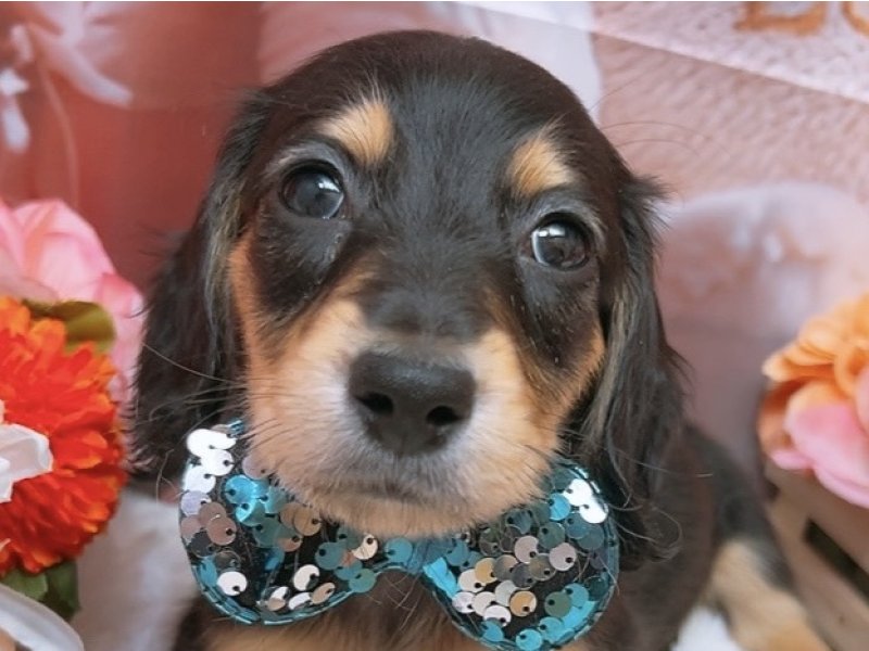 沖縄県のミニチュアダックスフンド(ロング) (ペッツワンFCあがり浜店/2025年12月31日生まれ/男の子/ブラックタン)の子犬