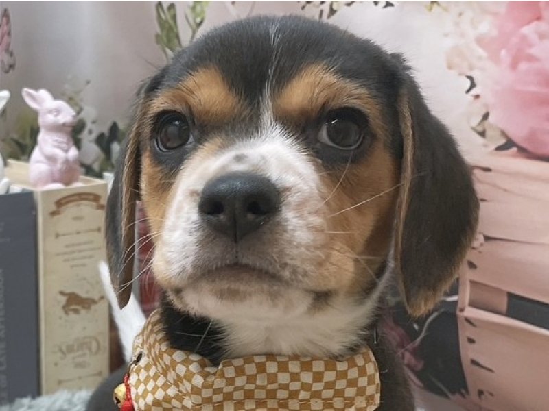 沖縄県のビーグル (ペッツワンFCあがり浜店/2025年12月5日生まれ/男の子/ブラックホワイトタン)の子犬