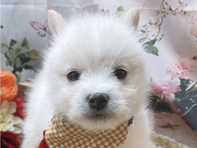 沖縄県のハーフ犬・ミックス犬 (ペッツワンFCあがり浜店/2025年11月22日生まれ/男の子/ホワイト)の子犬