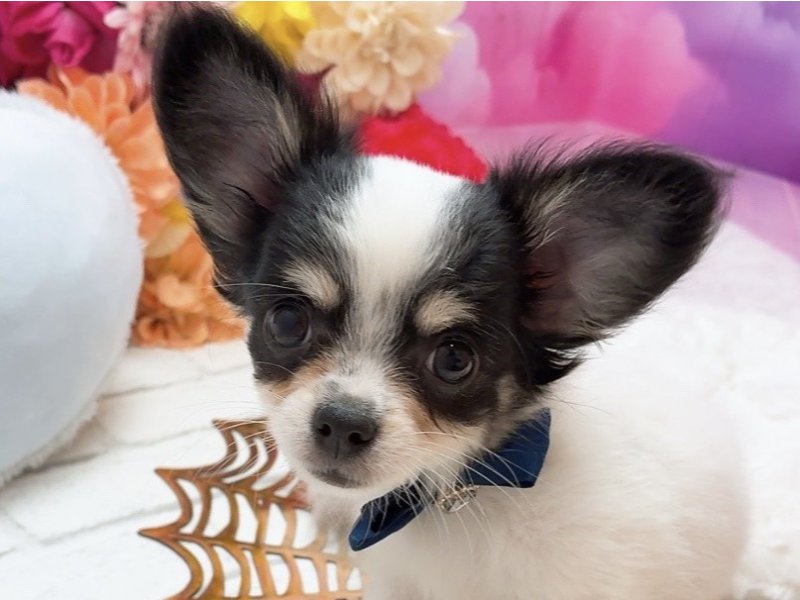 沖縄県のチワワ(ロング) (ペッツワンFCあがり浜店/2025年8月29日生まれ/男の子/ホワイトブラックタン)の子犬