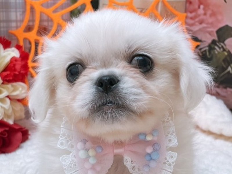 沖縄県のハーフ犬・ミックス犬 (ペッツワンFCあがり浜店/2025年8月30日生まれ/男の子/ホワイト)の子犬