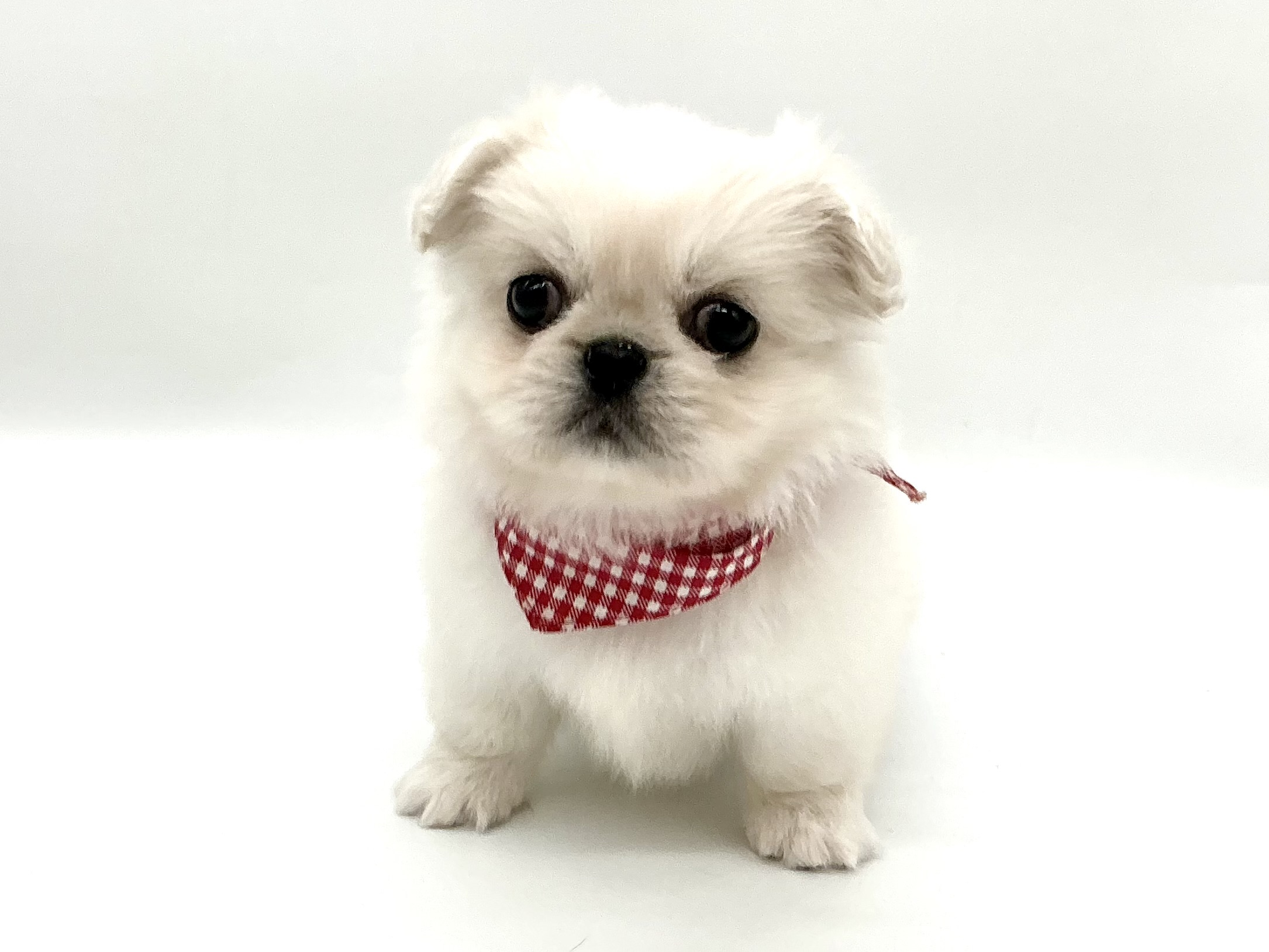 埼玉県のペキニーズ (ペッツワン鶴ヶ島店/2026年1月6日生まれ/男の子/ホワイト)の子犬