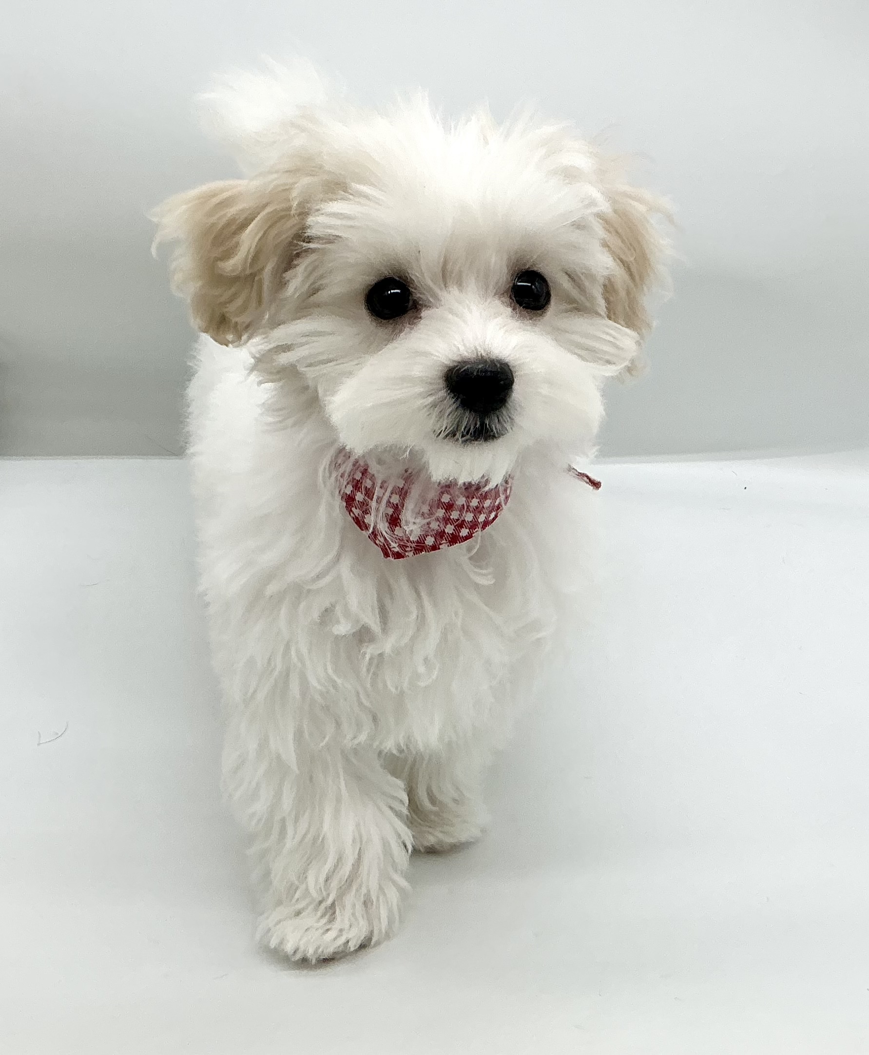 埼玉県のハーフ犬・ミックス犬 (ペッツワン鶴ヶ島店/2025年11月18日生まれ/女の子/ホワイト)の子犬