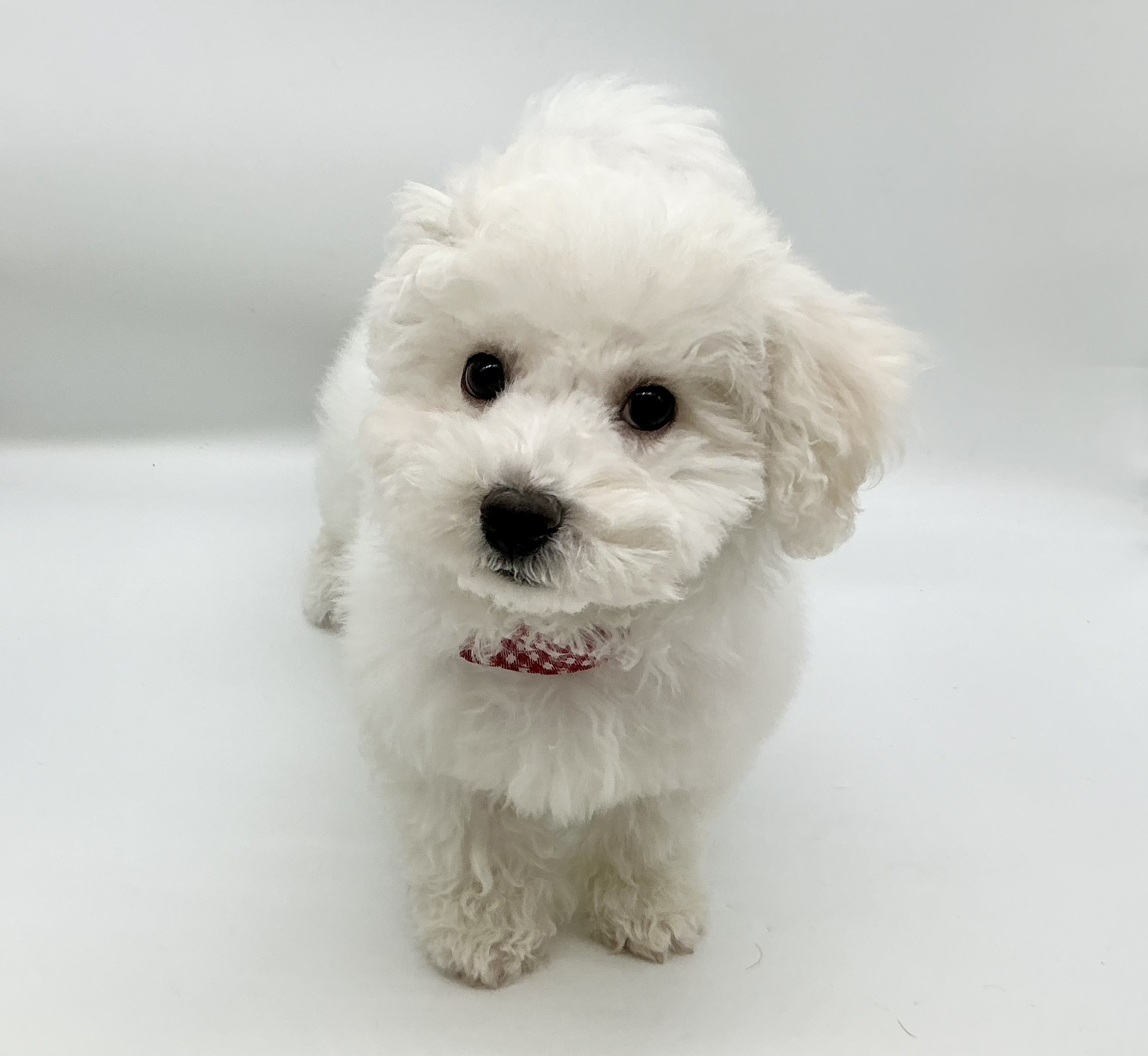 埼玉県のビションフリーゼ (ペッツワン鶴ヶ島店/2025年11月24日生まれ/女の子/ホワイト)の子犬の3枚目の画像