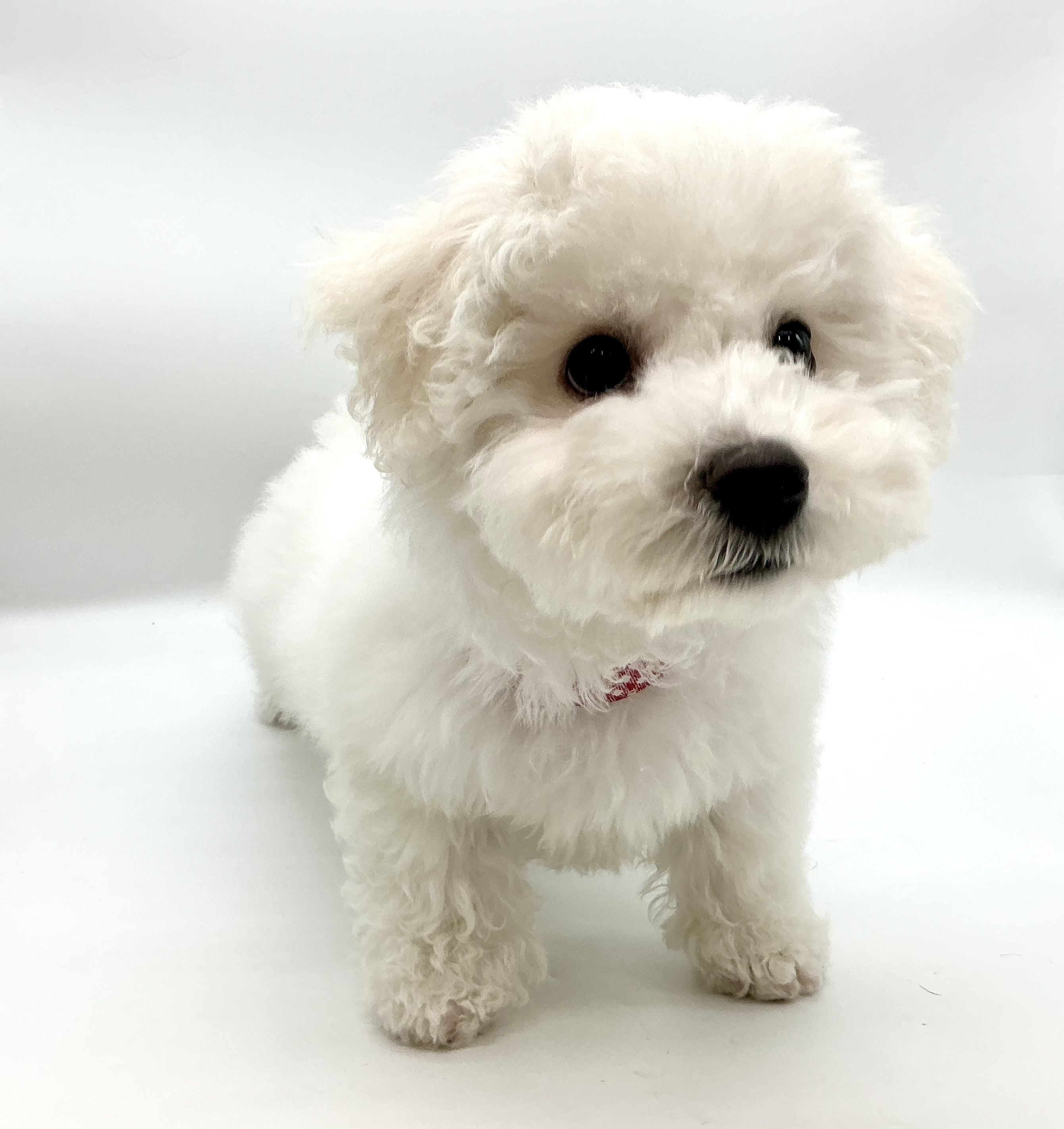 埼玉県のビションフリーゼ (ペッツワン鶴ヶ島店/2025年11月24日生まれ/女の子/ホワイト)の子犬