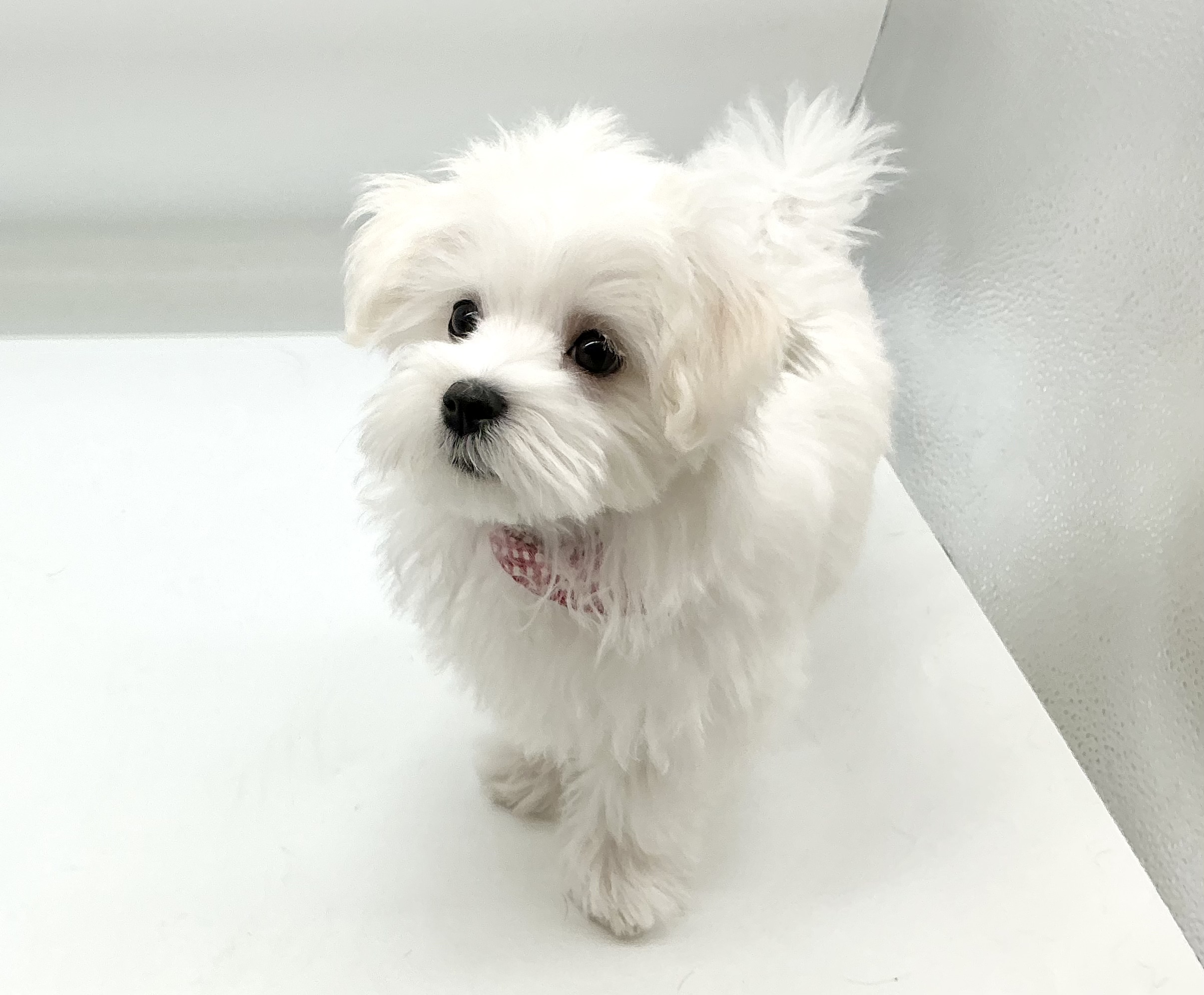 埼玉県のマルチーズ (ペッツワン鶴ヶ島店/2025年12月9日生まれ/男の子/ホワイト)の子犬の2枚目の画像