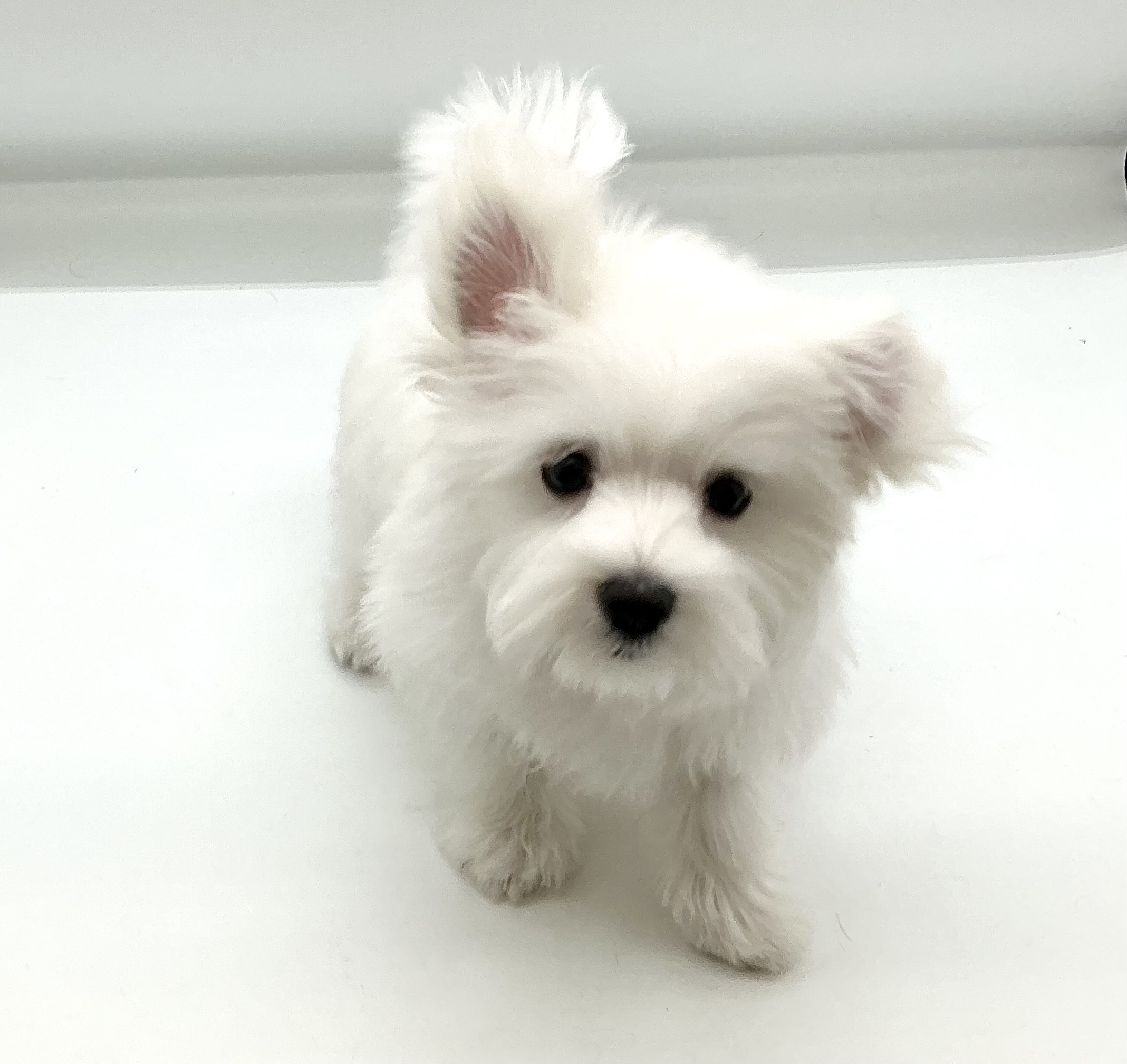 埼玉県のマルチーズ (ペッツワン鶴ヶ島店/2025年12月9日生まれ/男の子/ホワイト)の子犬