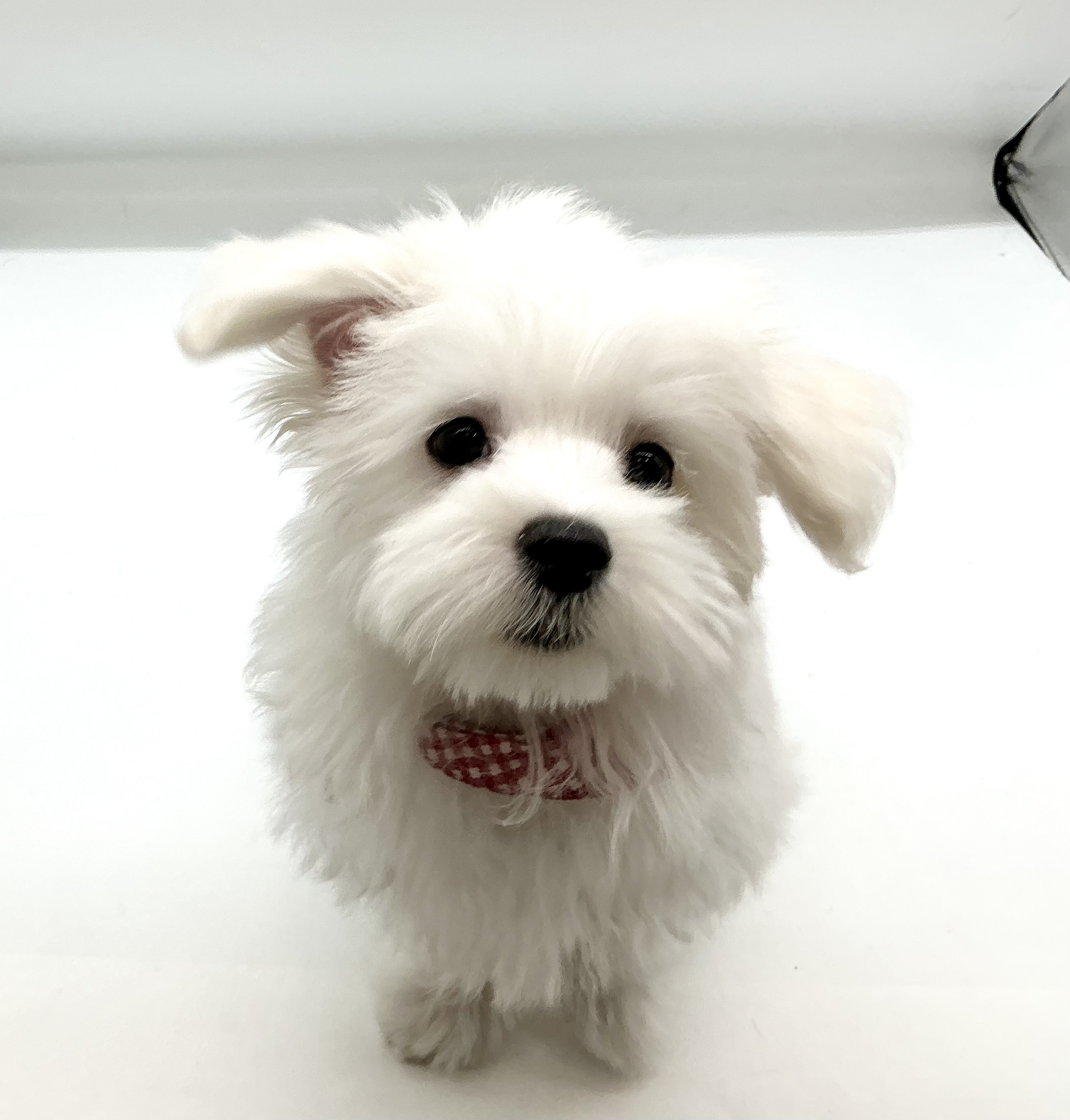 埼玉県のマルチーズ (ペッツワン鶴ヶ島店/2025年12月9日生まれ/男の子/ホワイト)の子犬の3枚目の画像