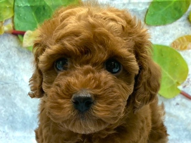 埼玉県のトイプードル(トイ) (ペッツワン北本店/2026年1月16日生まれ/女の子/レッド)の子犬