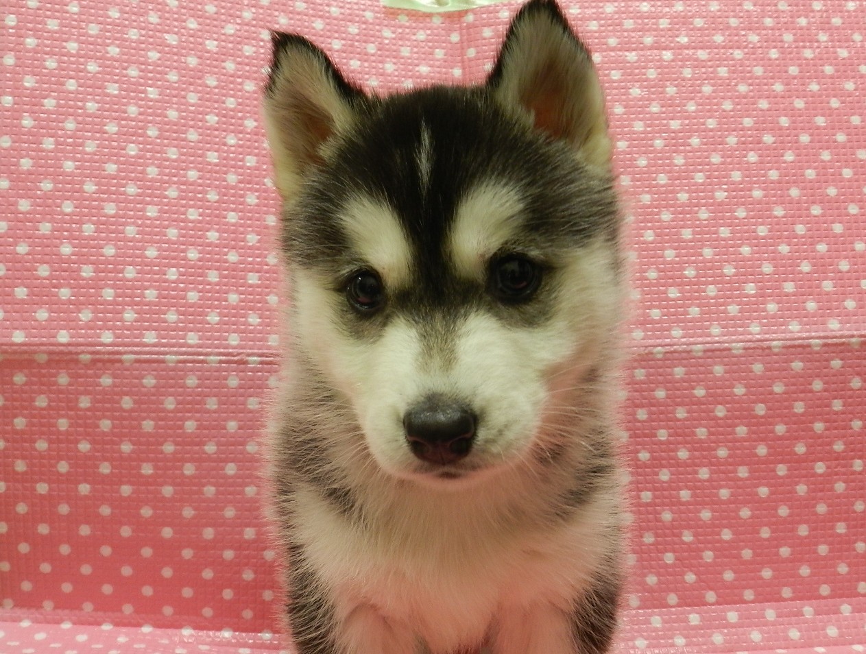 静岡県のシベリアンハスキー (ペッツワン御殿場店/2026年1月15日生まれ/女の子/ブラックホワイト)の子犬