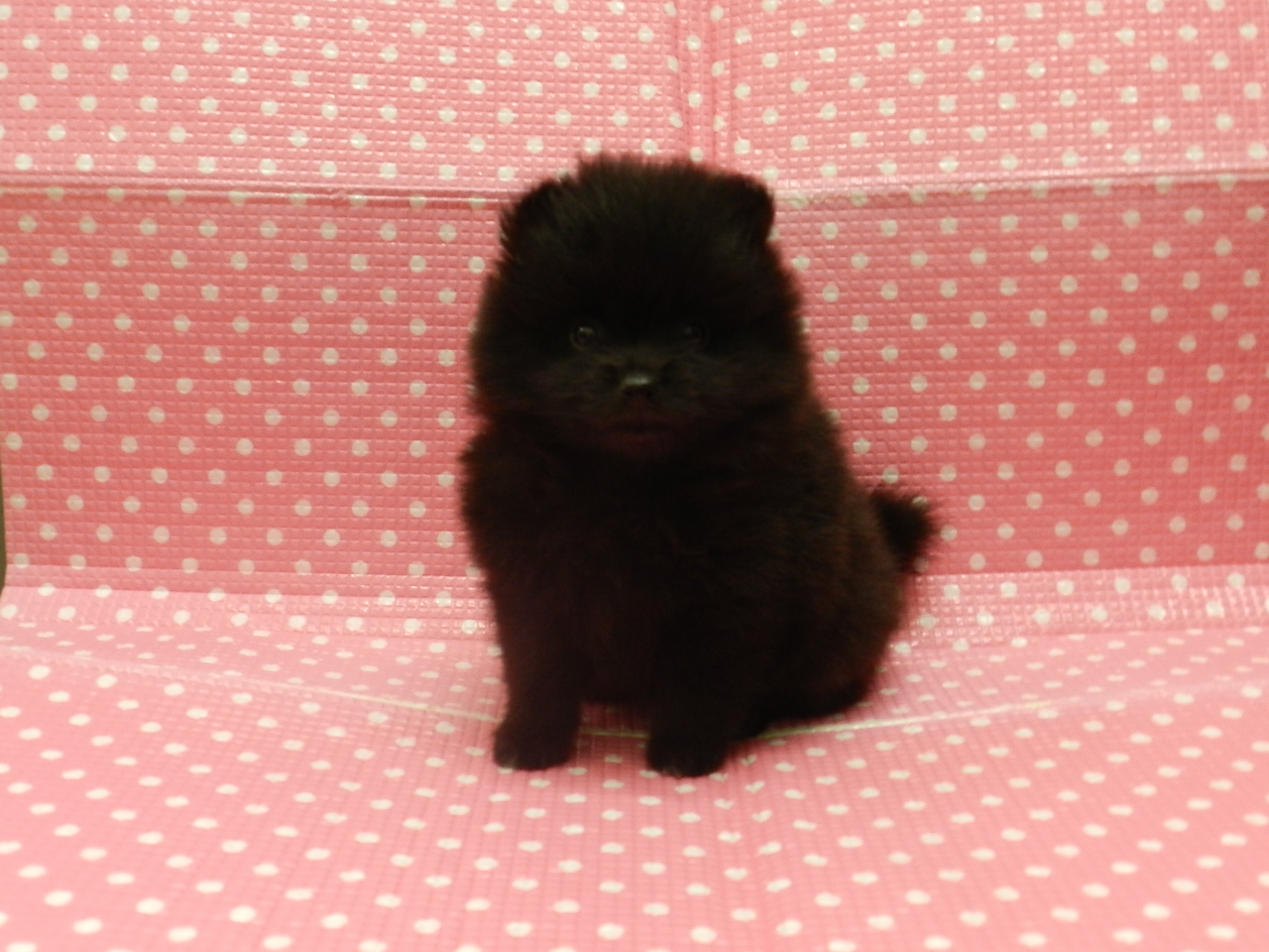 静岡県のポメラニアン (ペッツワン御殿場店/2026年1月16日生まれ/女の子/ブラック)の子犬