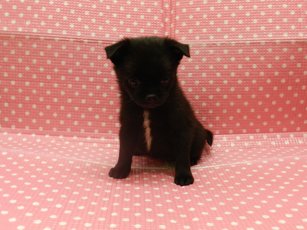 静岡県のハーフ犬・ミックス犬 (ペッツワン御殿場店/2026年1月18日生まれ/女の子/ブラックホワイト)の子犬